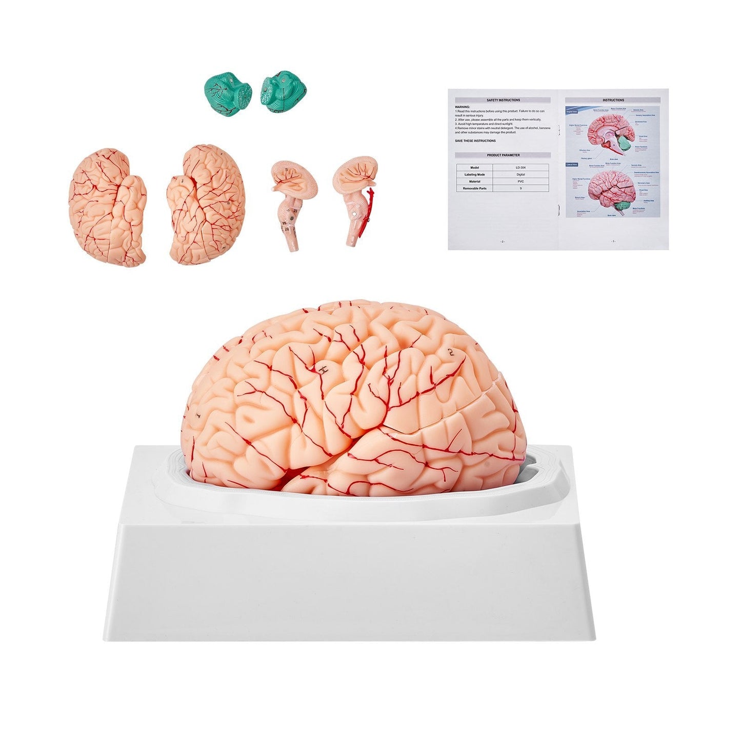 Life-size American Smart human brain model with labeled parts, detachable sections, and display base for educational science and teaching.