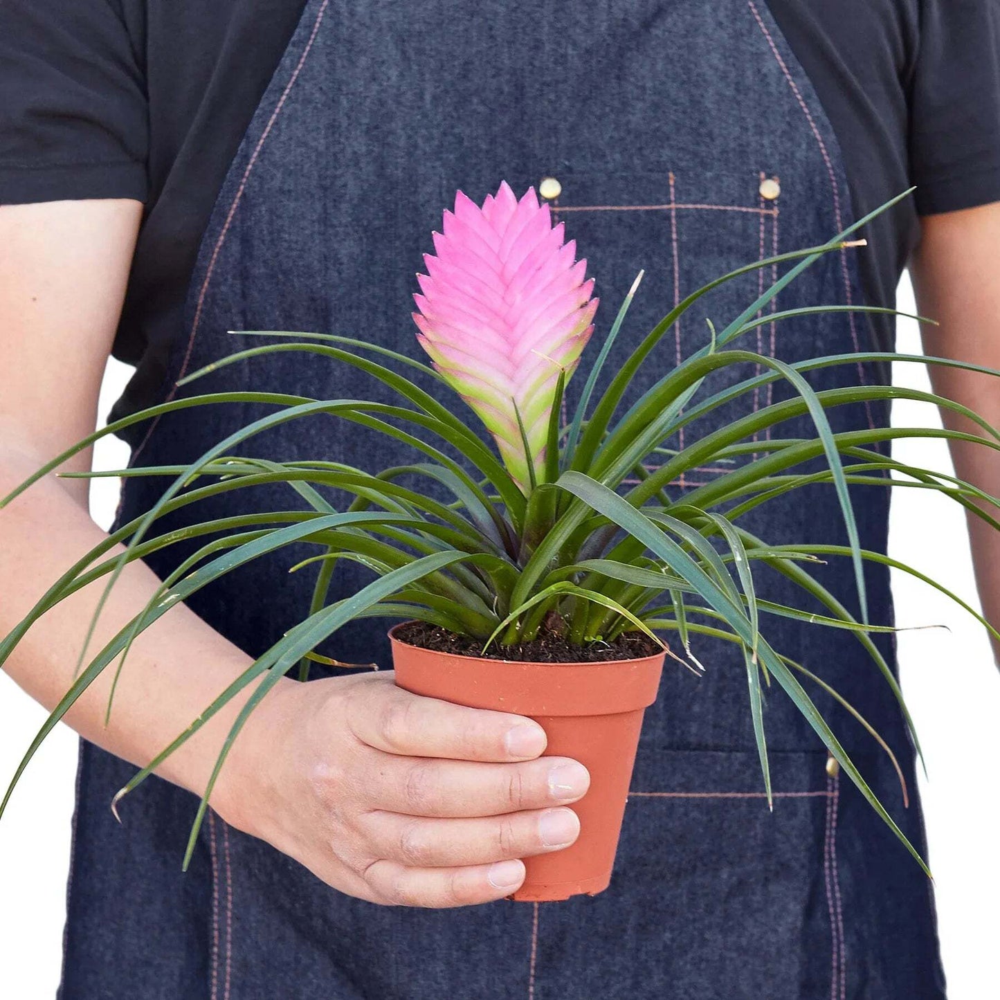 Bromeliad Cyanea 'Pink Quill'-4" Pot