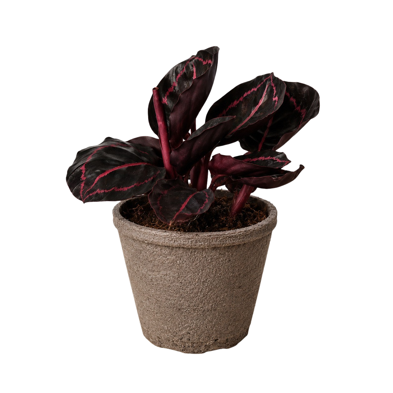 Calathea 'Dottie'-6" Pot / Cow Pot - American Smart