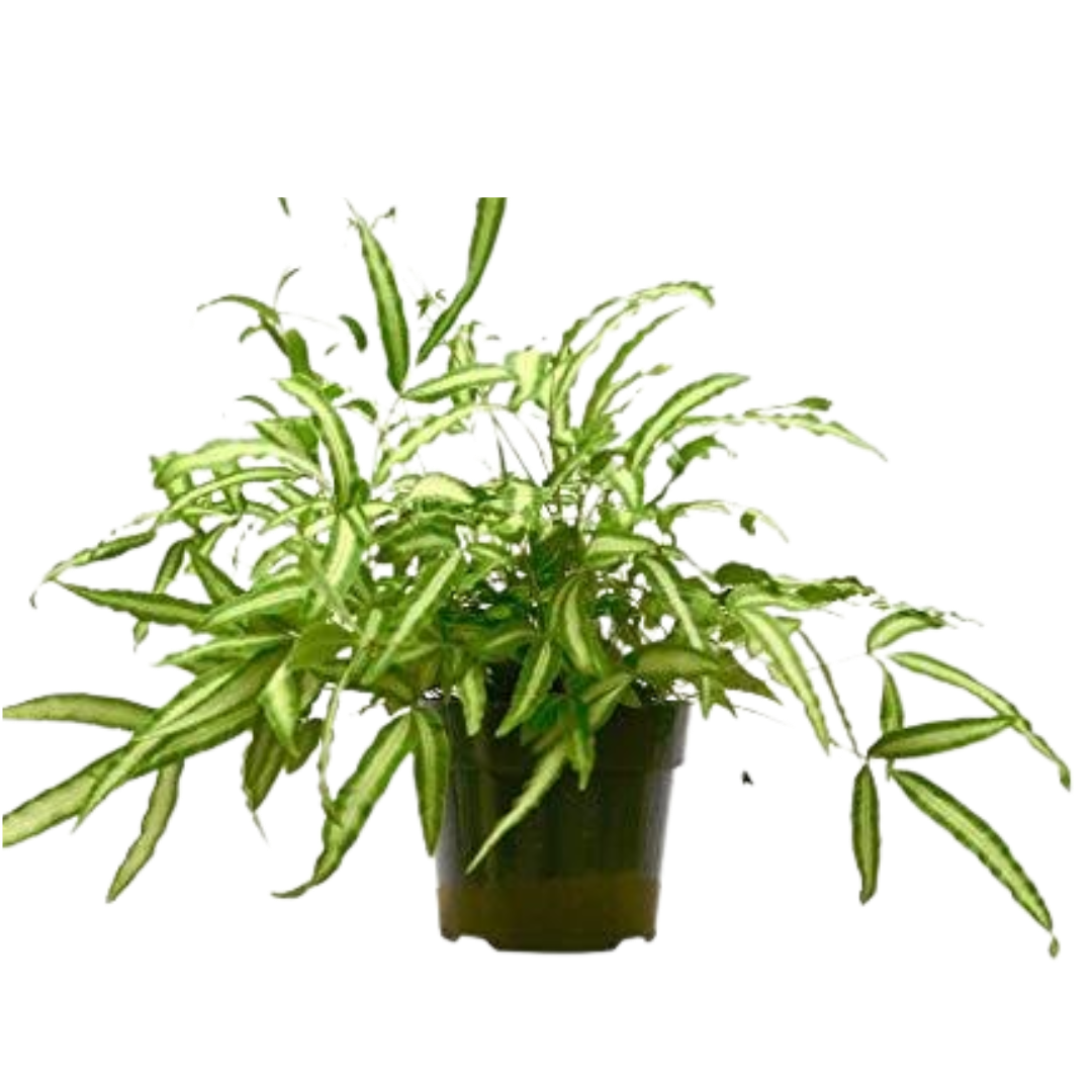 Pteris cretica 'Albo Fern' in a 6-inch nursery pot, showcasing its vibrant green and white variegated fern fronds.