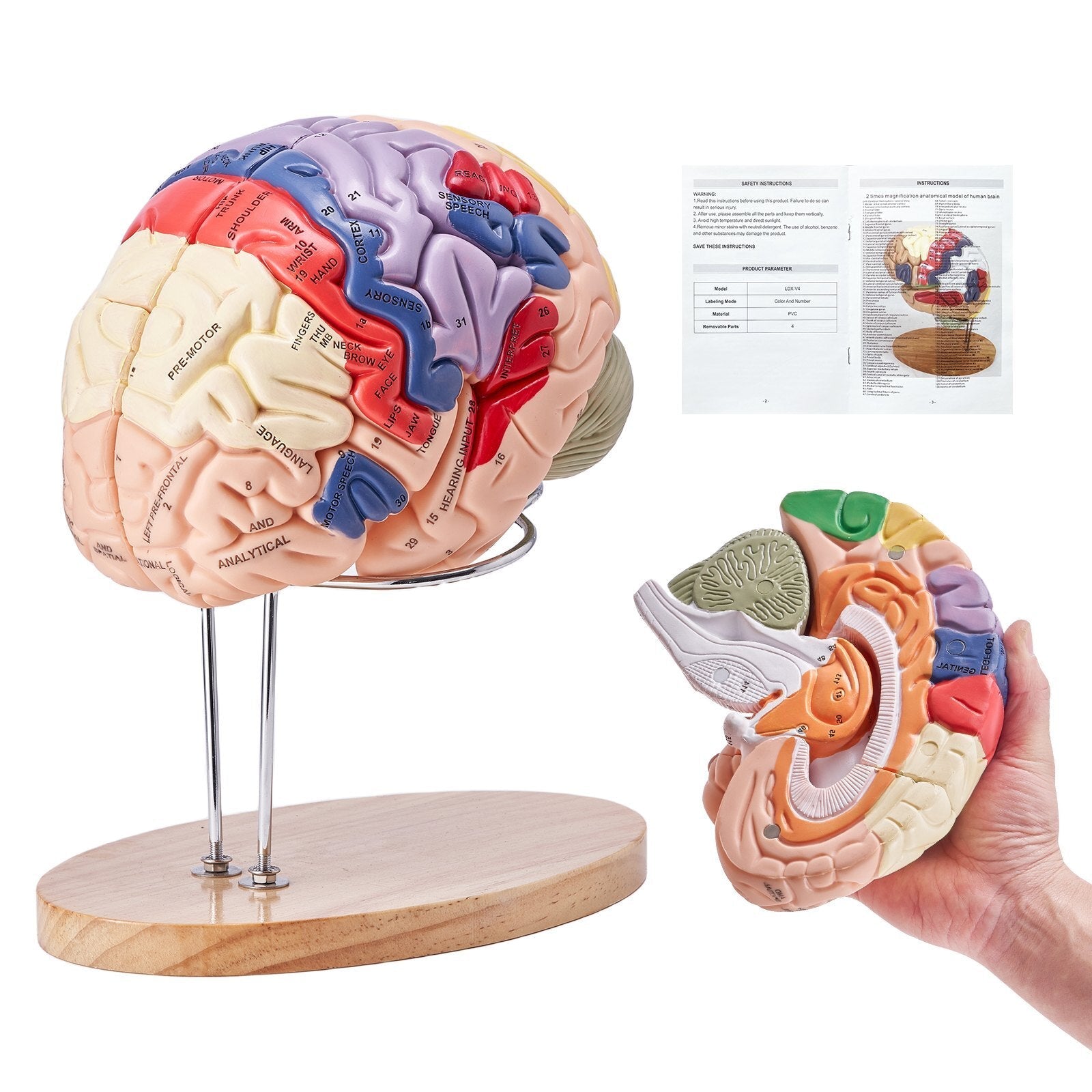 Color-coded 2X life-size human brain anatomy model with labels, display base, and detachable parts for science teaching and learning.