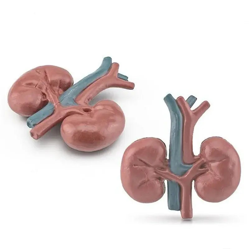 Body Organ Miniature Anatomy Organs Model