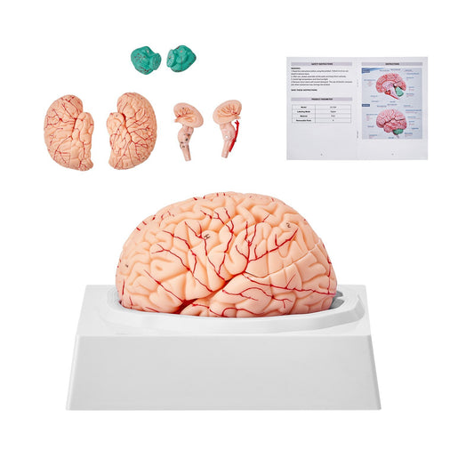 Human Brain Model Anatomy, 1:1 Life-Size 9-Part Human Brain Anatomical Model with Labels & Display Base, Detachable Brain Model for Science Research Teaching Learning Classroom Study Display - American Smart