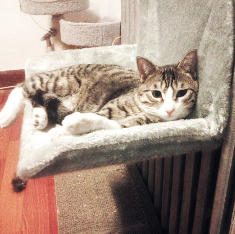 American Smart firm cat hammock hanging chair, portable pet nest with window table, ideal for climbing, sleeping, and relaxing.