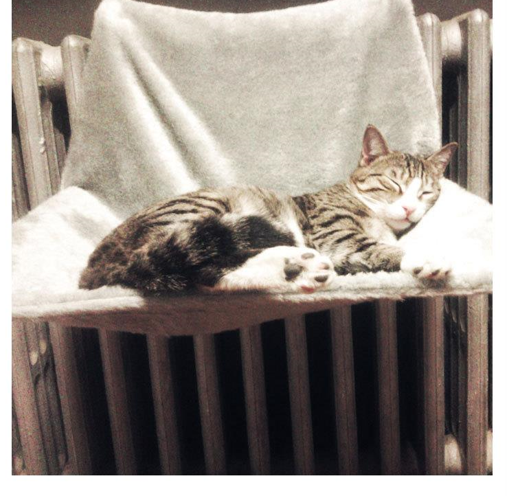 American Smart firm cat hammock hanging chair, portable pet nest and window table for sleeping, climbing, and relaxation.