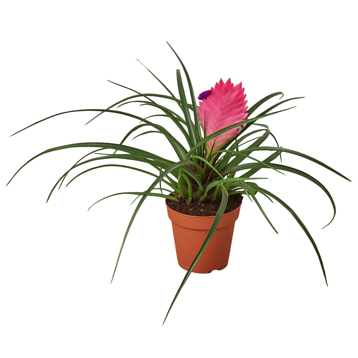 Bromeliad Cyanea 'Pink Quill'-4" Pot