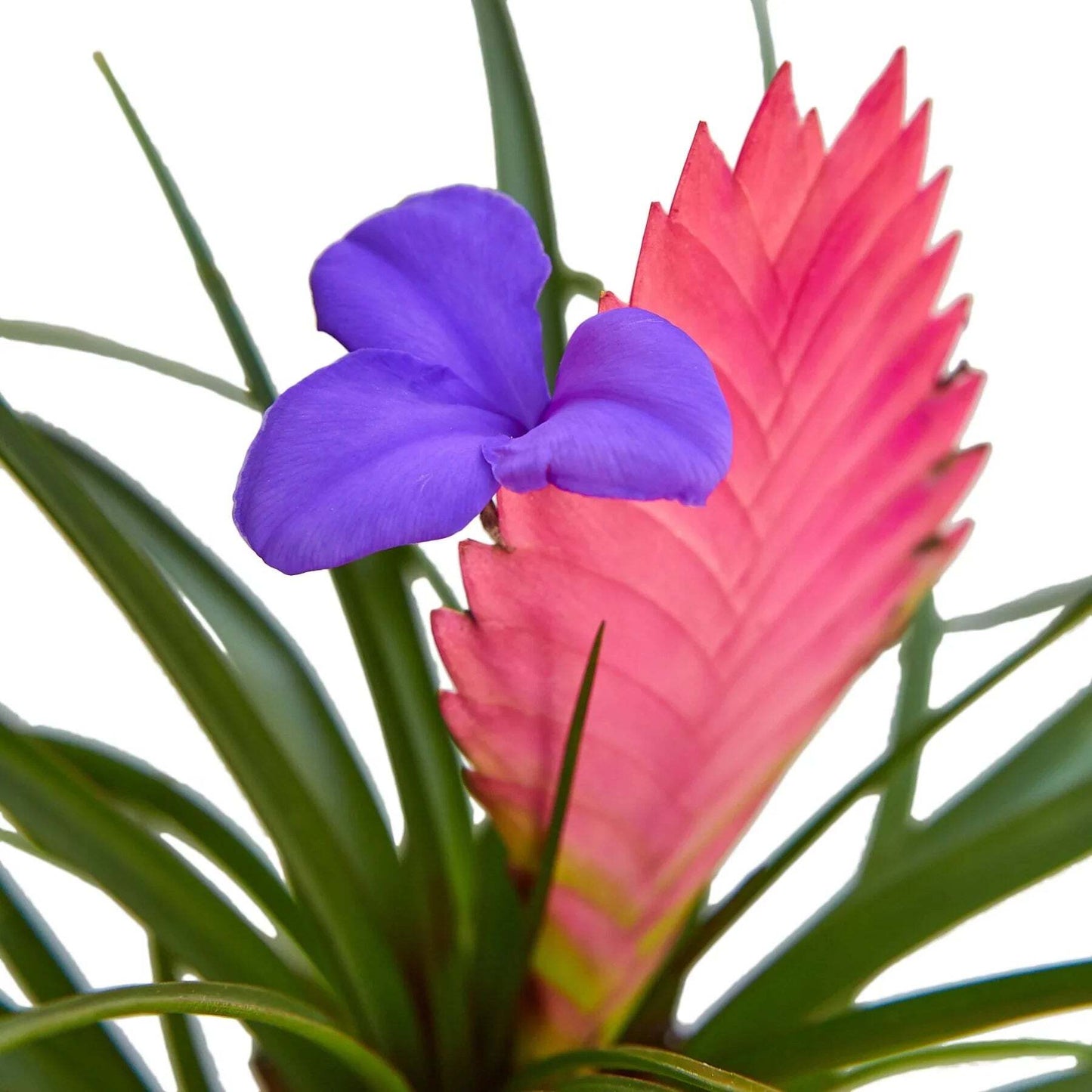 Bromeliad Cyanea 'Pink Quill'-4" Pot