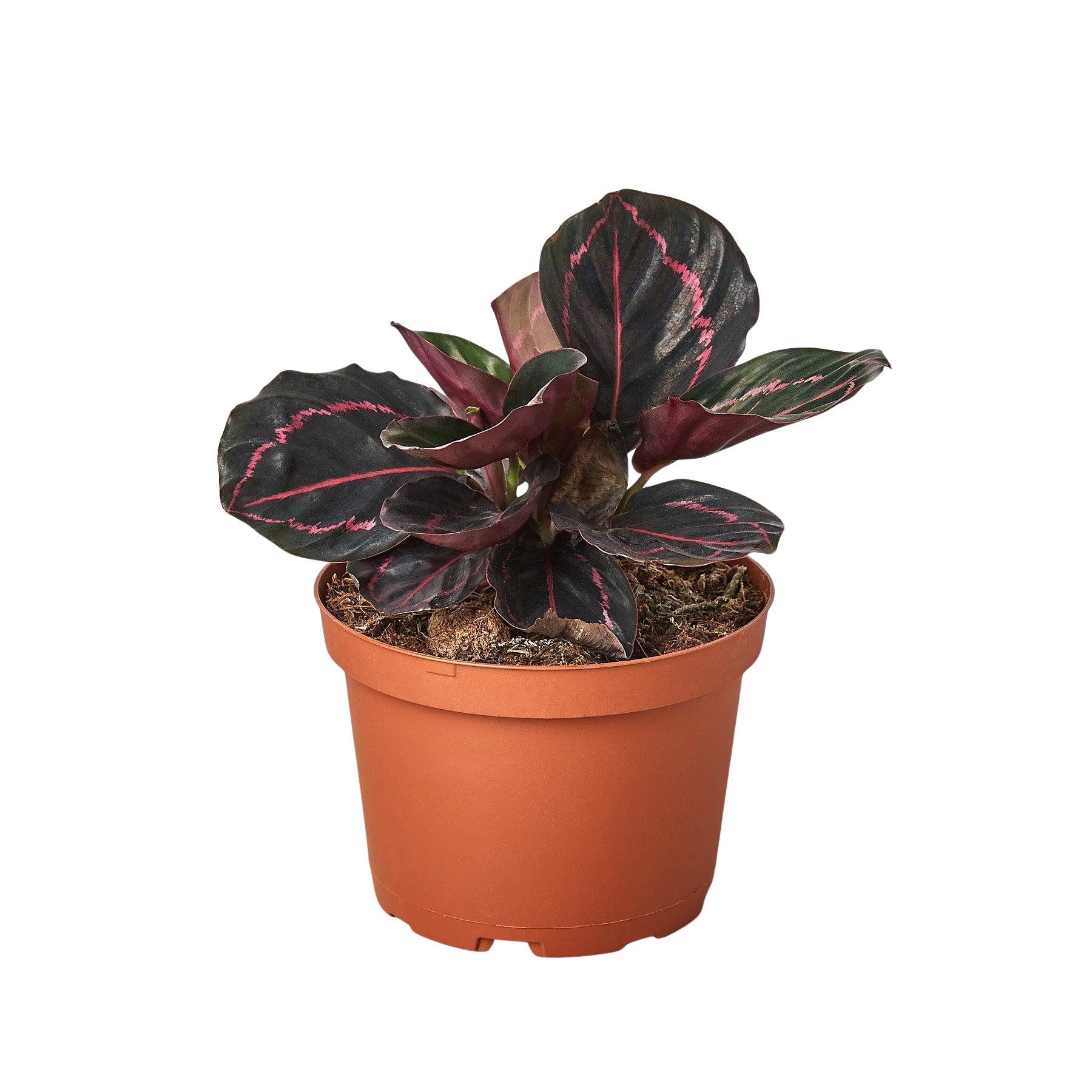 Calathea 'Dottie'-6" Pot / Cow Pot - American Smart
