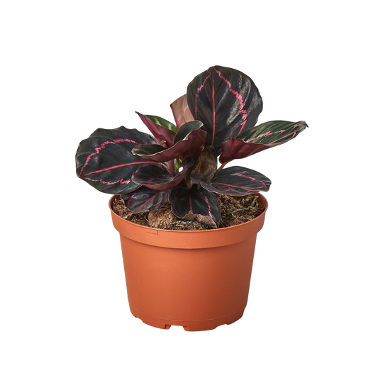 Calathea 'Dottie'-6" Pot / Cow Pot - American Smart