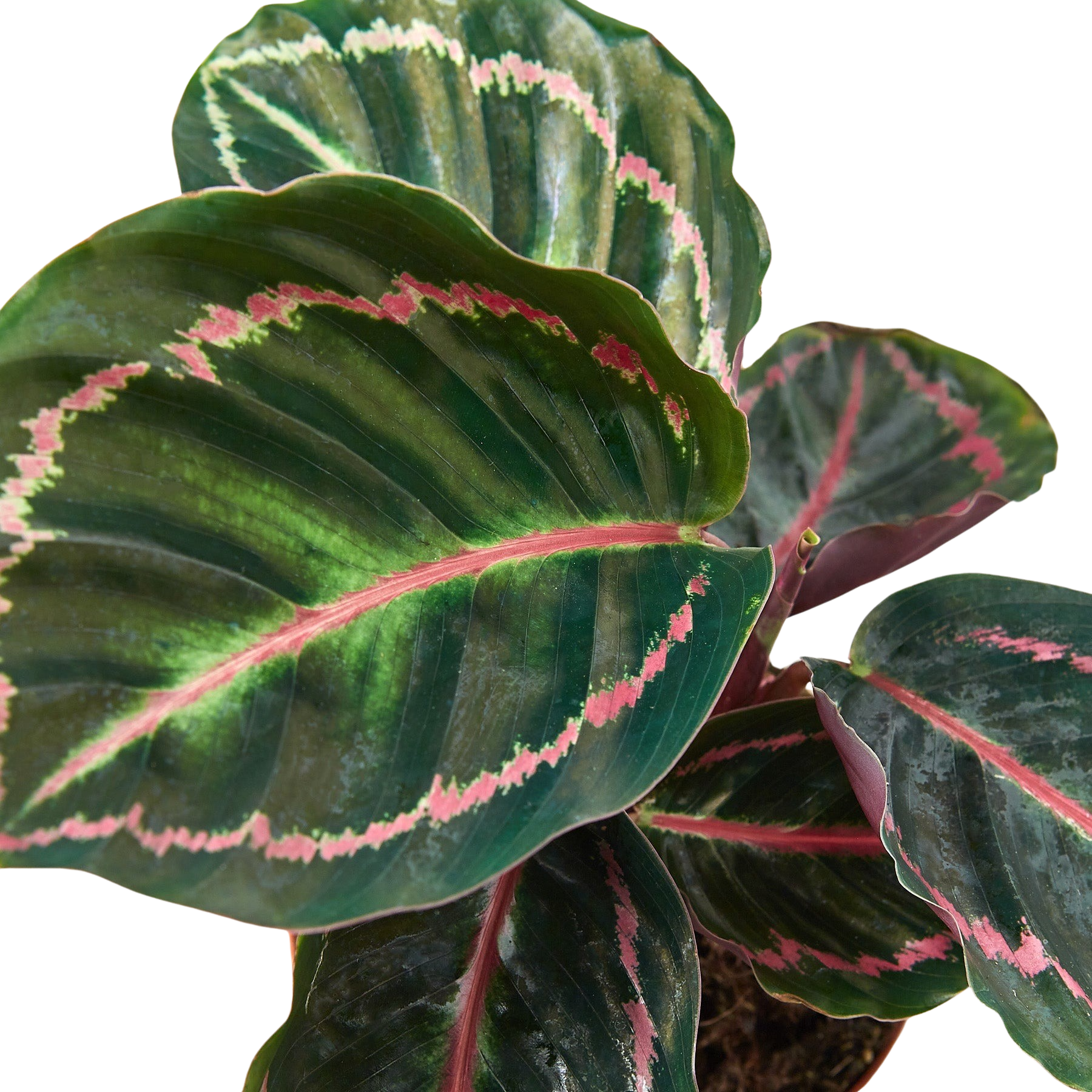 Calathea 'Dottie'-6" Pot / Cow Pot - American Smart