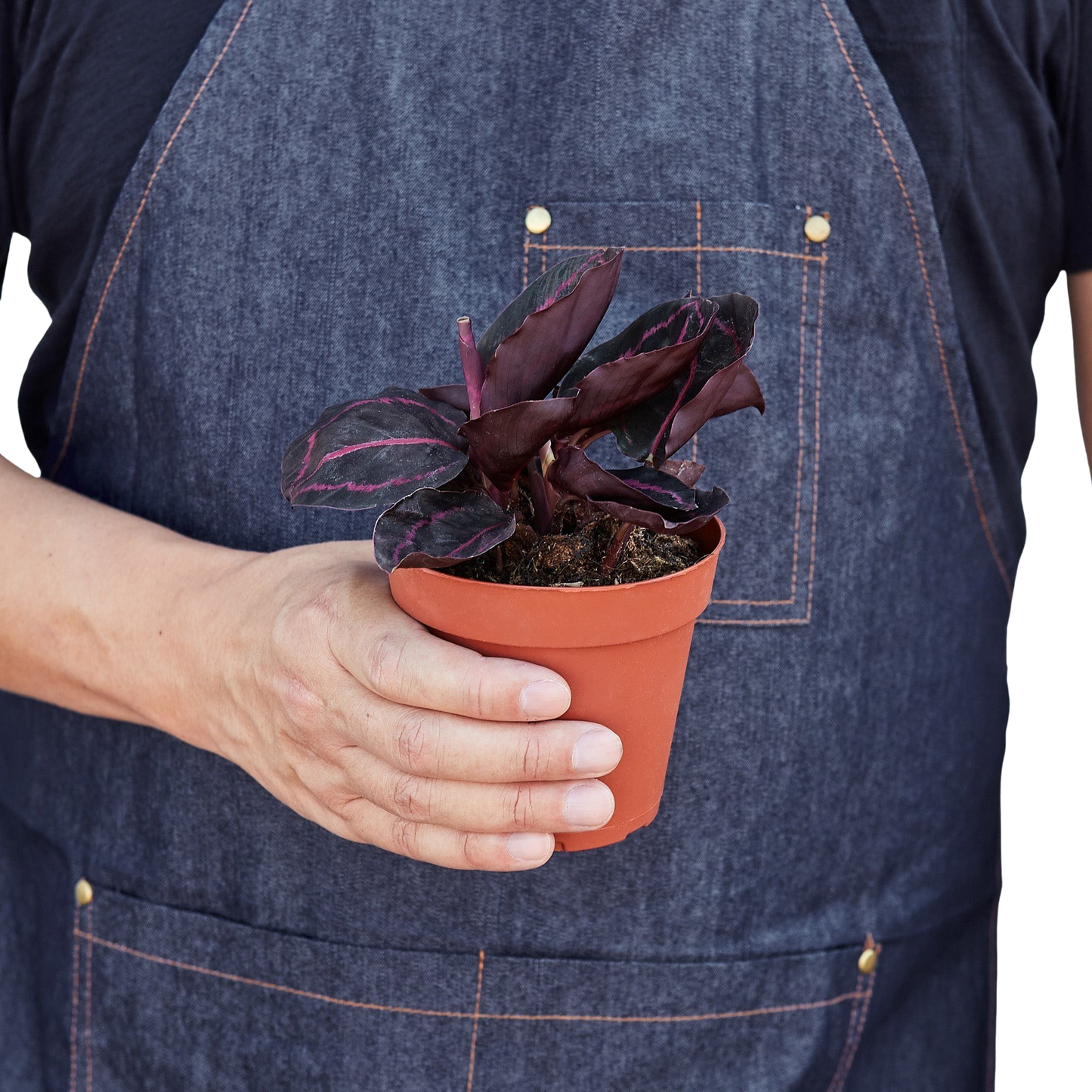 Calathea 'Dottie'-6" Pot / Cow Pot - American Smart