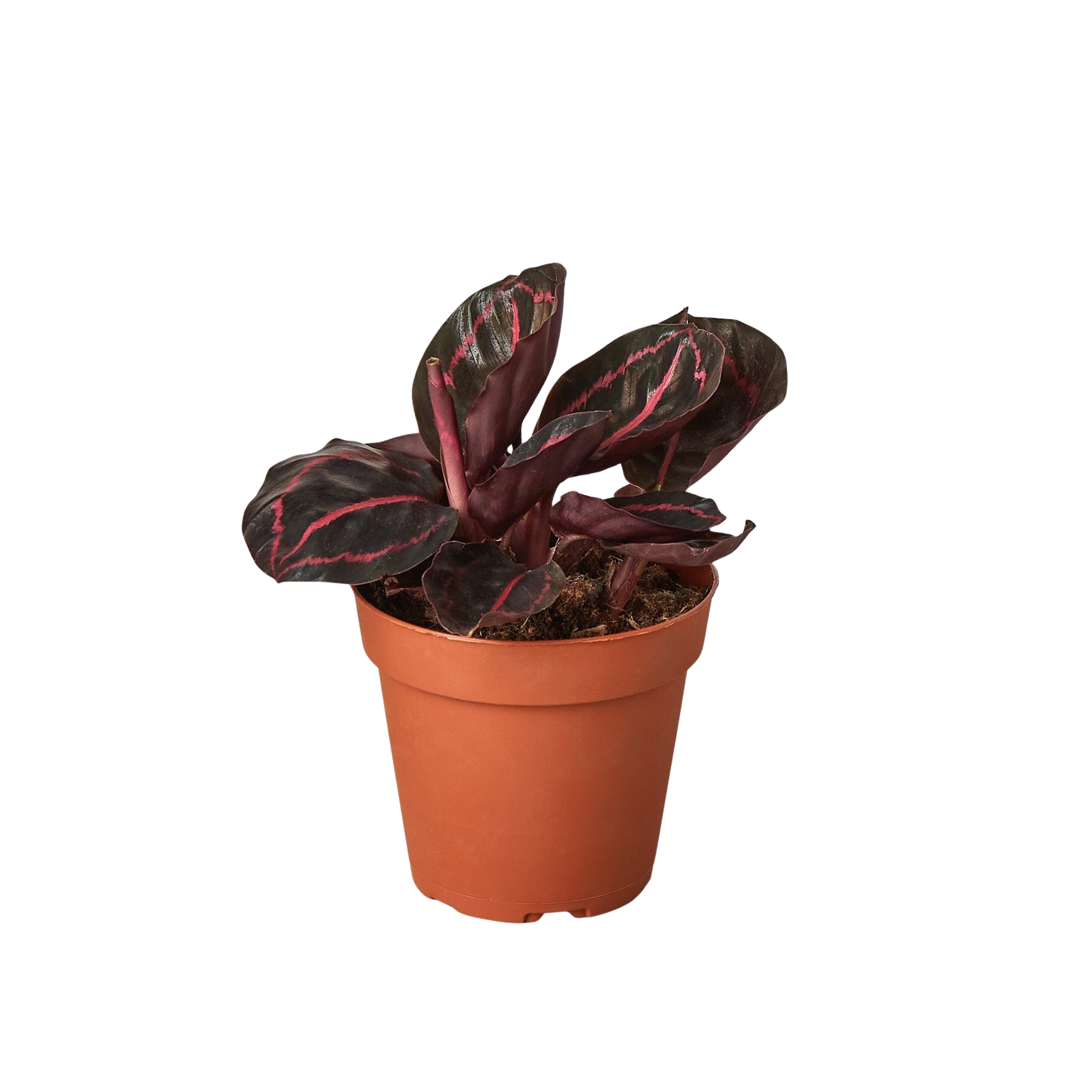 Calathea 'Dottie'-6" Pot / Cow Pot - American Smart