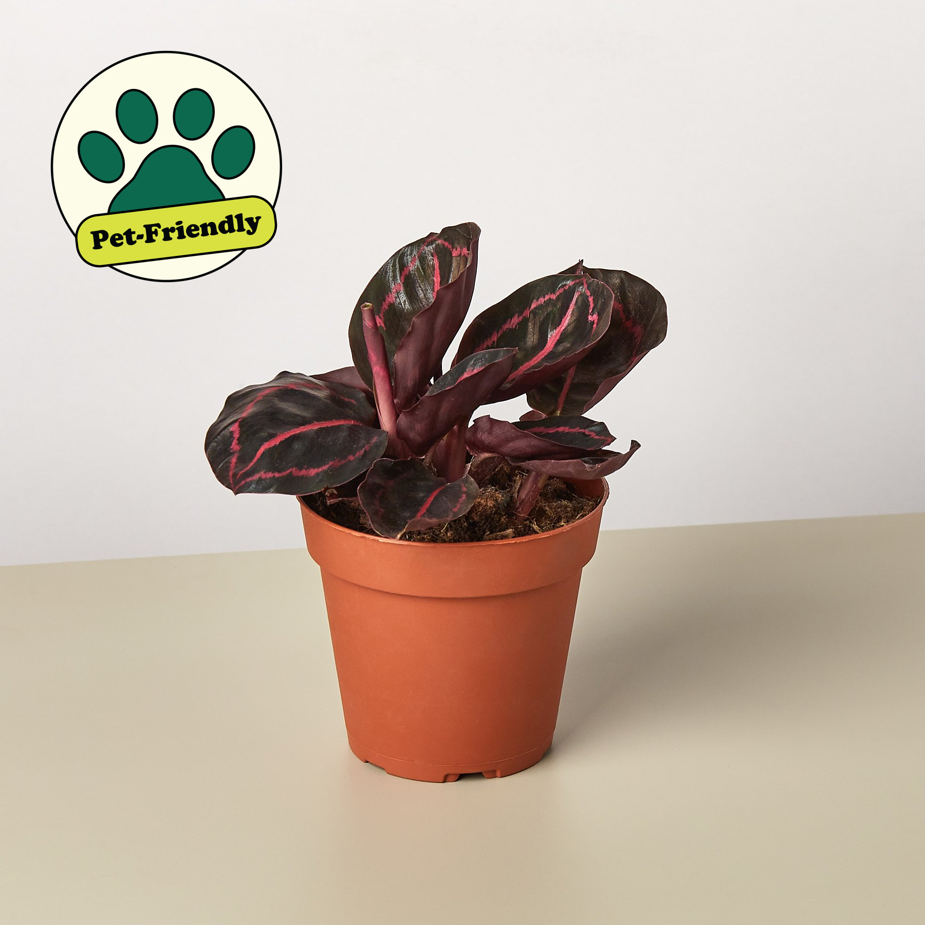 Calathea 'Dottie'-6" Pot / Cow Pot - American Smart