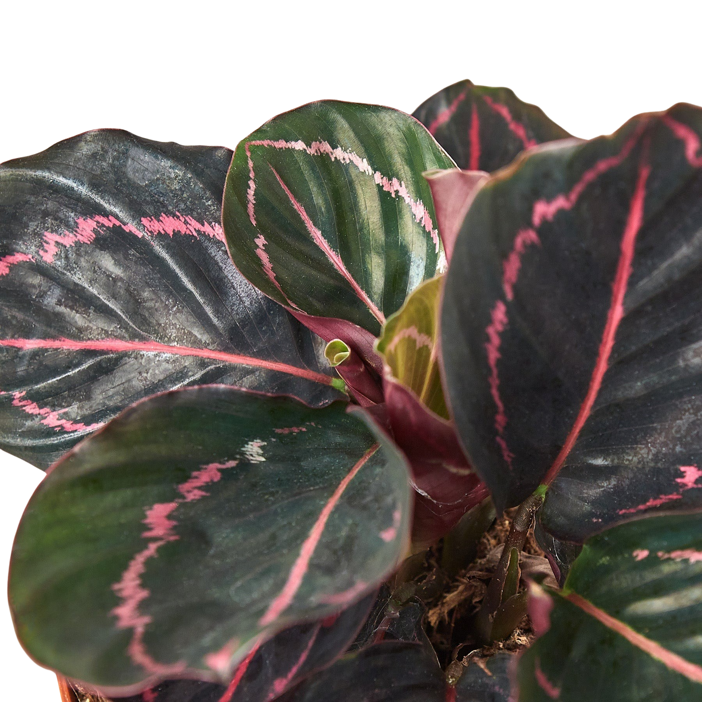 Calathea 'Dottie'-6" Pot / Cow Pot - American Smart