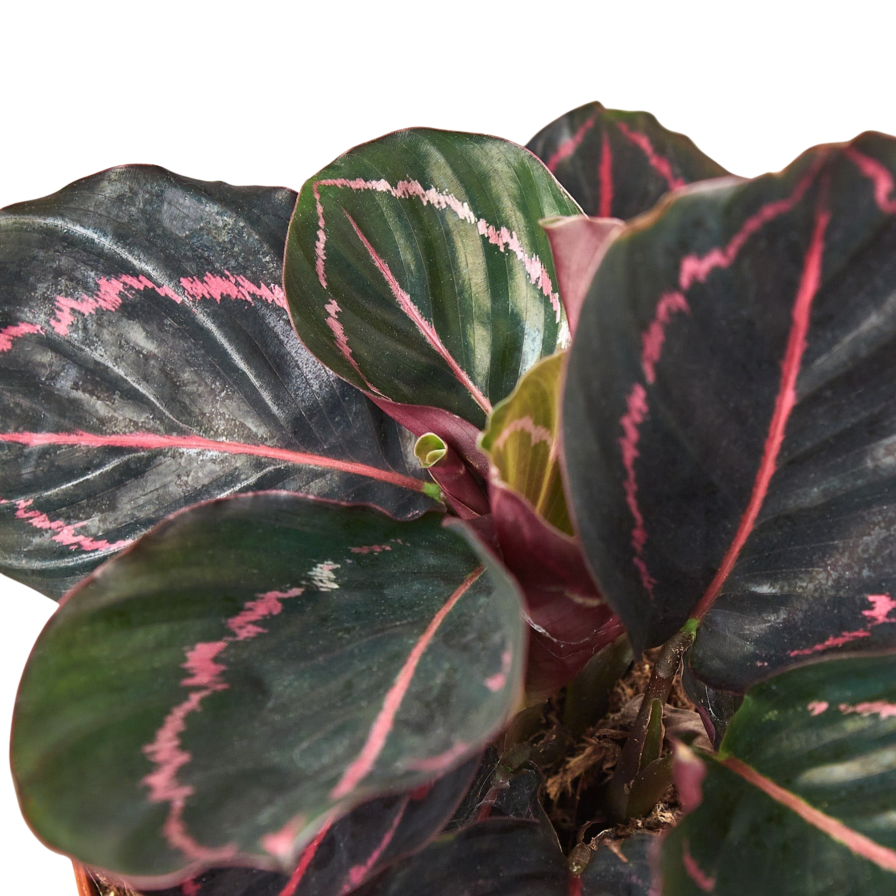 Calathea 'Dottie'-6" Pot / Cow Pot - American Smart