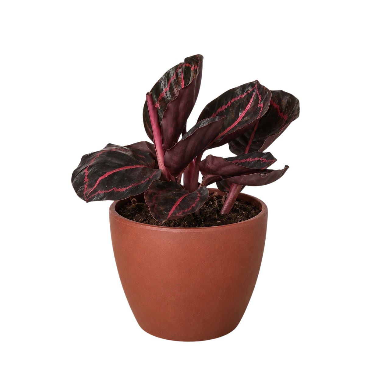 Calathea 'Dottie'-6" Pot / Cow Pot - American Smart