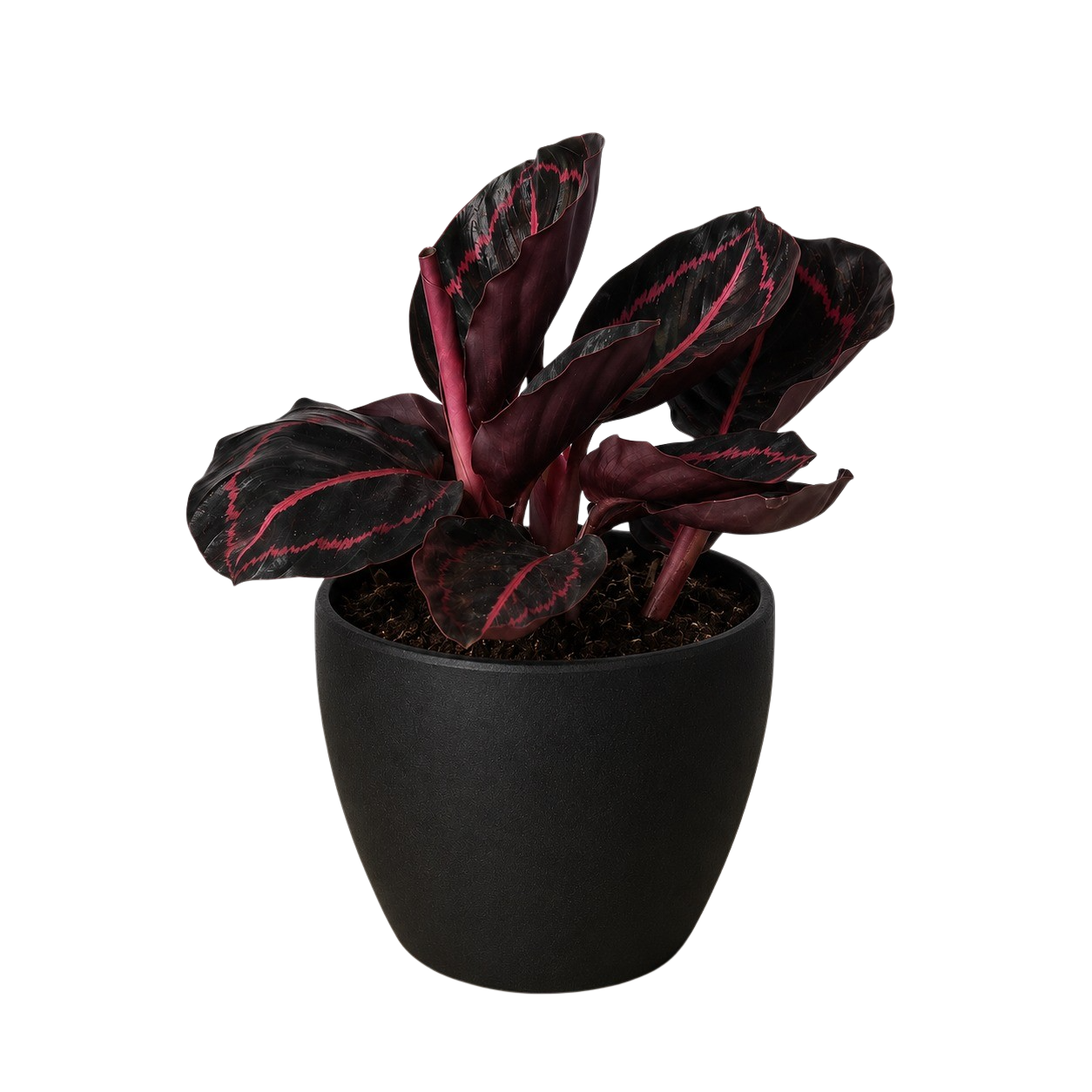 Calathea 'Dottie'-6" Pot / Cow Pot - American Smart