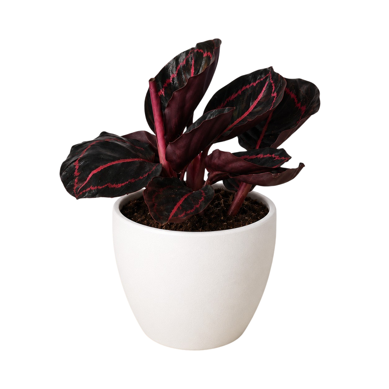 Calathea 'Dottie'-6" Pot / Cow Pot - American Smart
