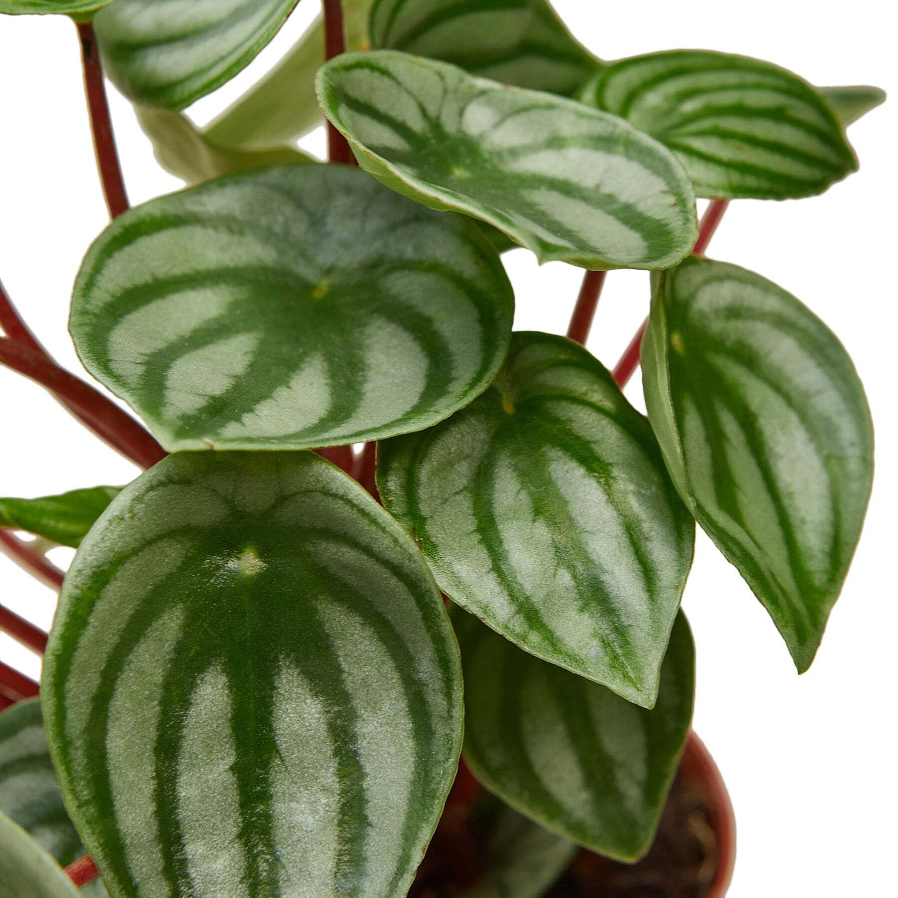 Healthy Peperomia Watermelon plant in a 6-inch nursery pot, featuring variegated green and pink leaves, from American Smart.