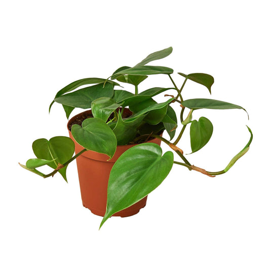 Live Philodendron Cordatum Heartleaf plant in a 4-inch nursery pot, featuring lush green heart-shaped leaves.