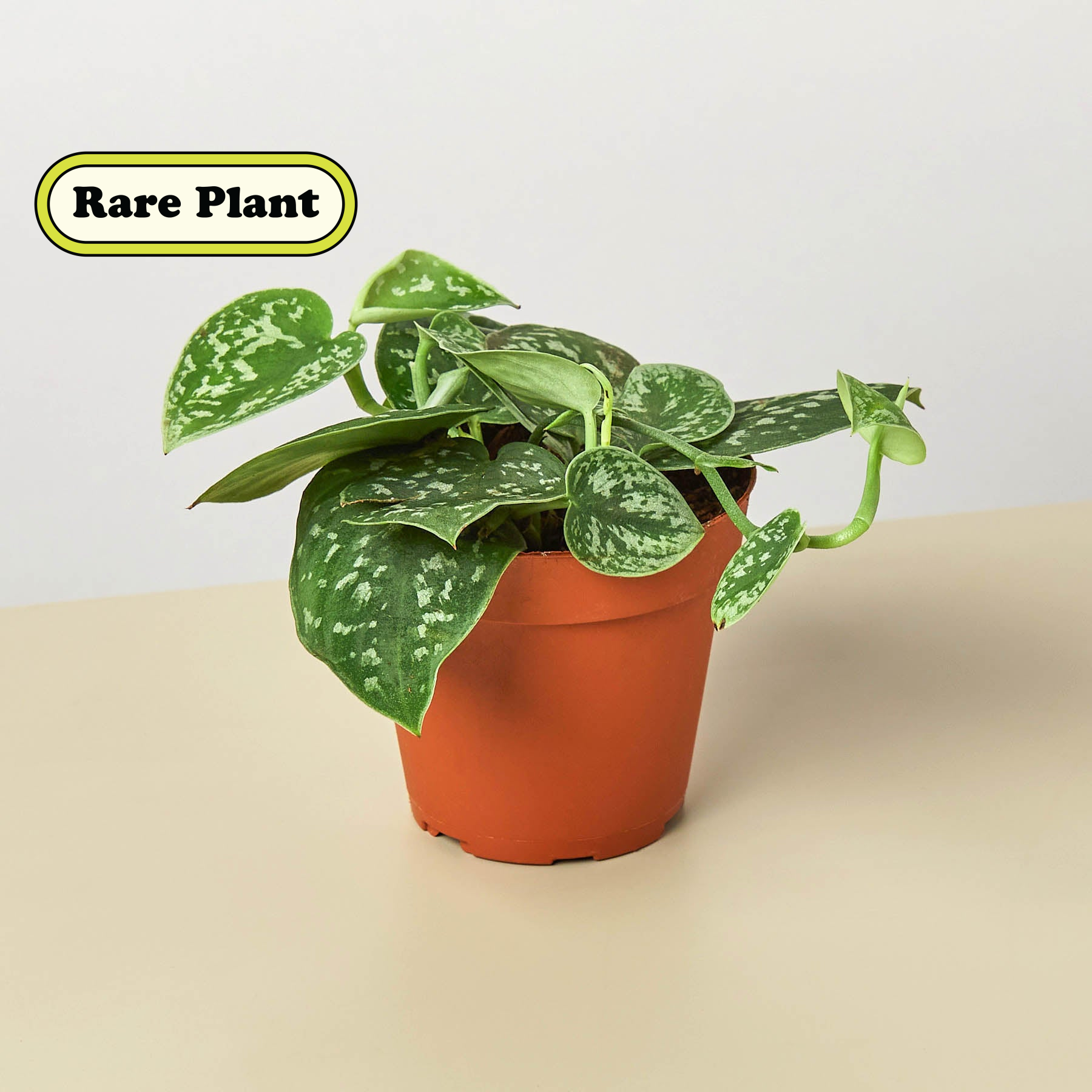 Healthy Pothos 'Satin' plant in a 4-inch cow-shaped pot, featuring lush green, satin-textured leaves, from American Smart.