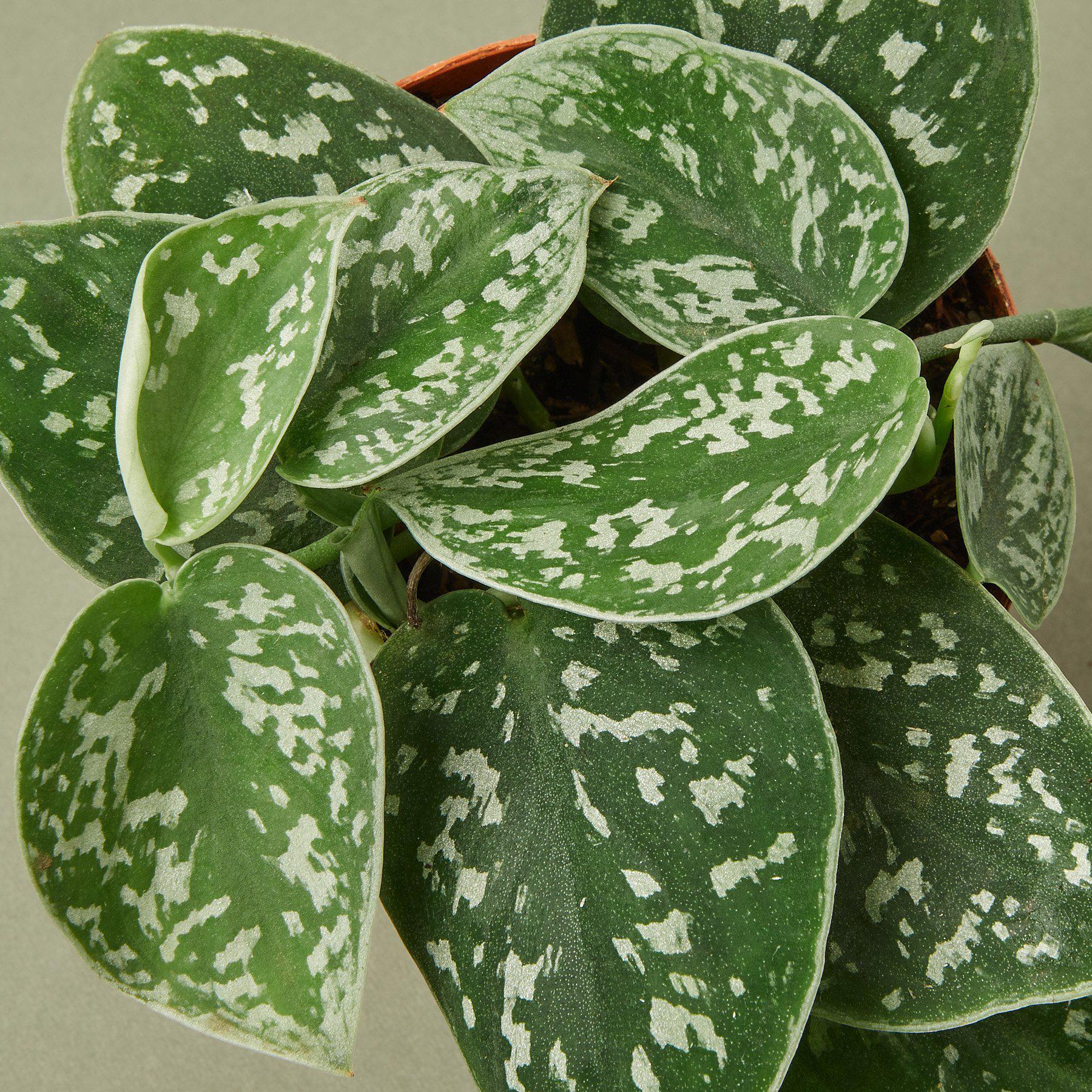 Healthy Pothos Satin plant in a 4-inch American Smart WB Cow Pot, showcasing lush green, variegated leaves in natural indoor setting.