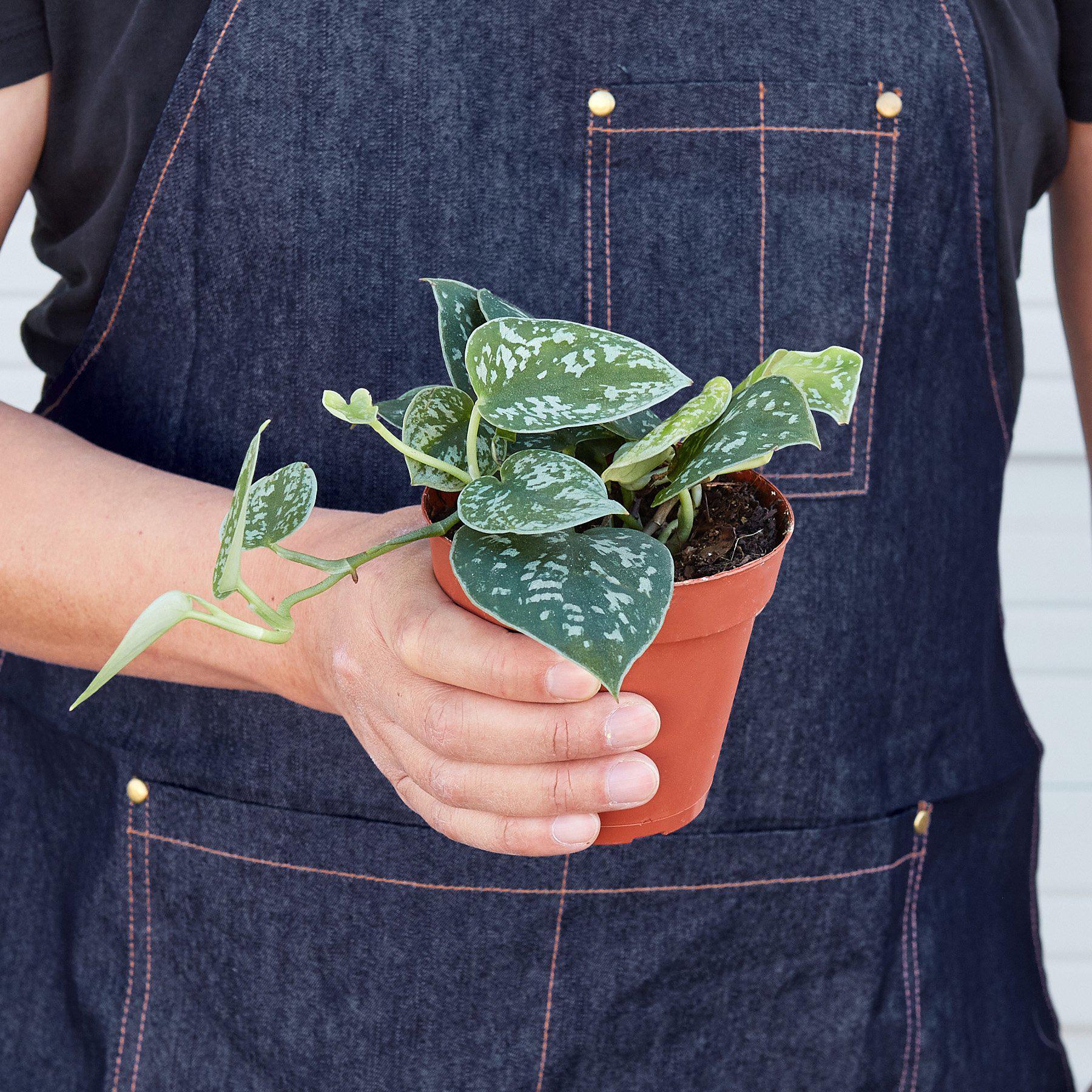 Healthy Satin Pothos live plant in a 4-inch cow-shaped pot, featuring lush green, variegated leaves in a natural setting.