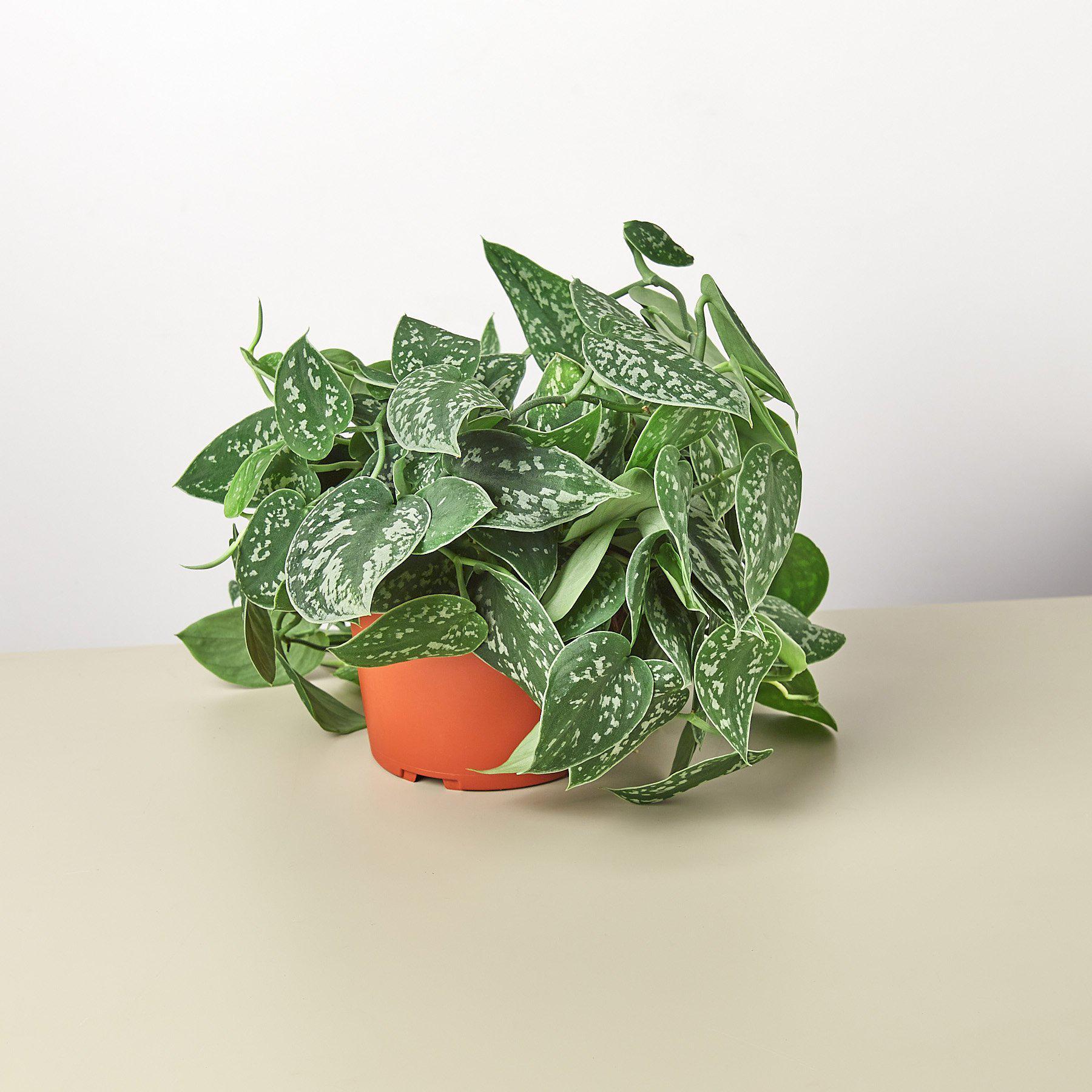 Healthy satin pothos plant in a 4-inch cow-shaped pot, American Smart WB live plant for indoor decoration.