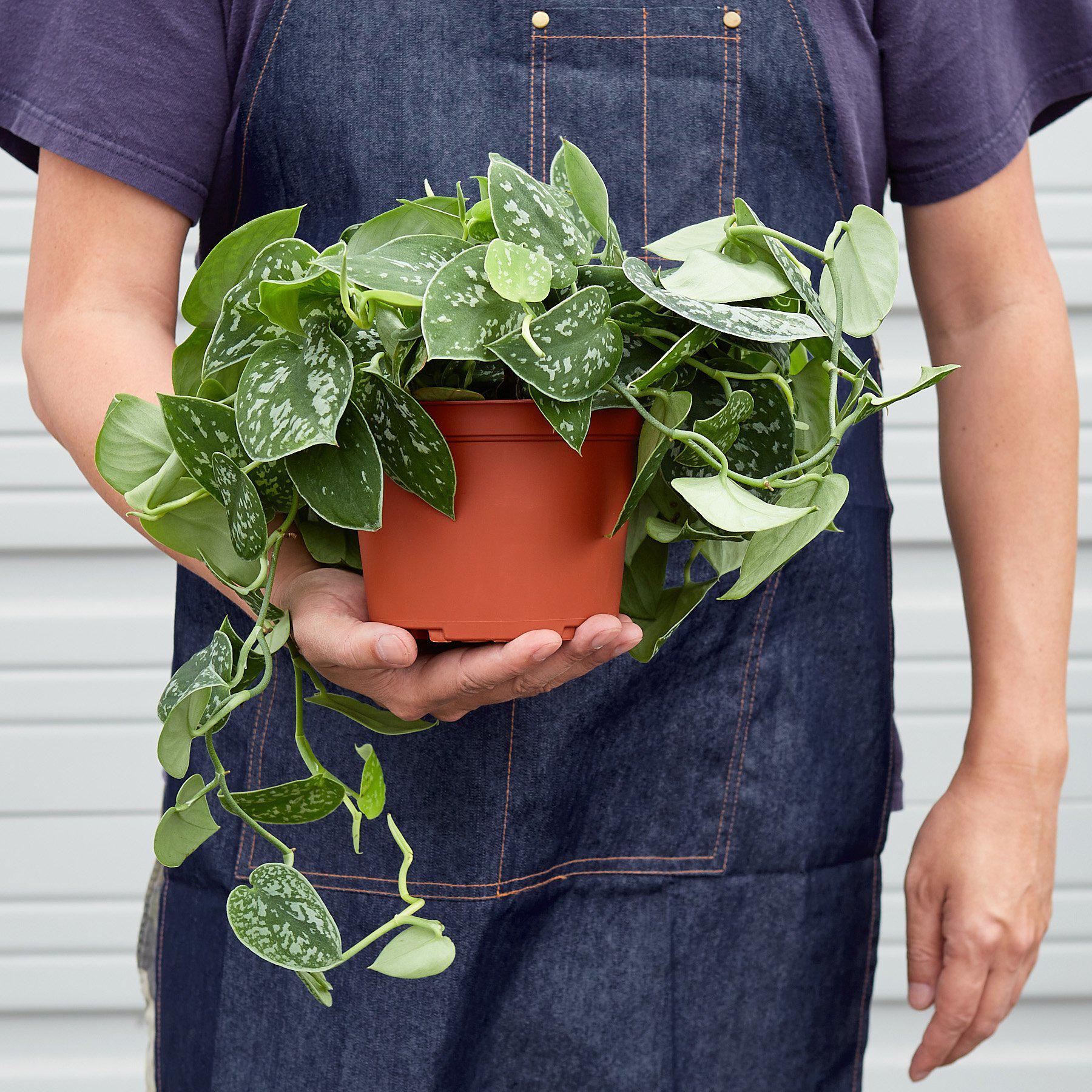 Healthy satin pothos plant in a 4-inch cow-shaped pot, showcasing green, variegated leaves, by American Smart WB.