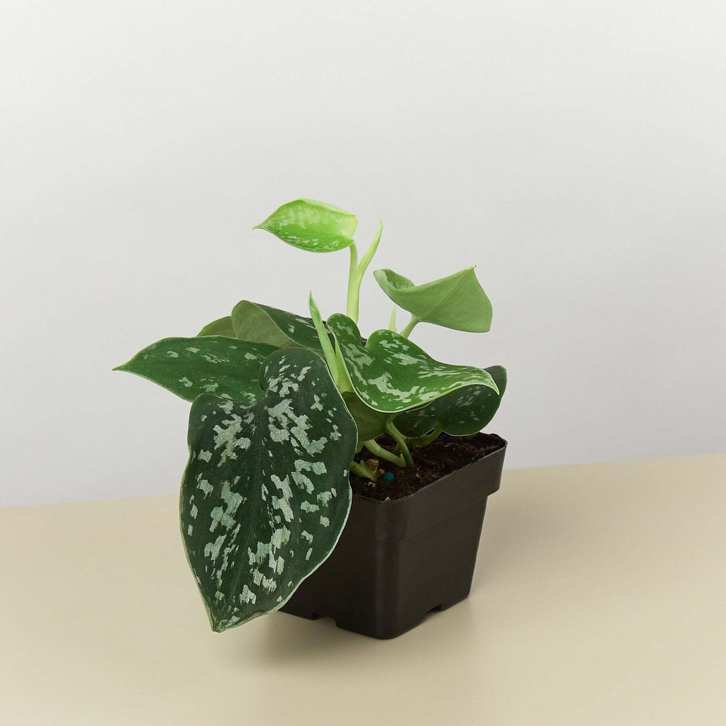 Healthy Pothos Satin plant in a 4-inch cow-shaped pot, featuring lush green, variegated leaves, from American Smart.