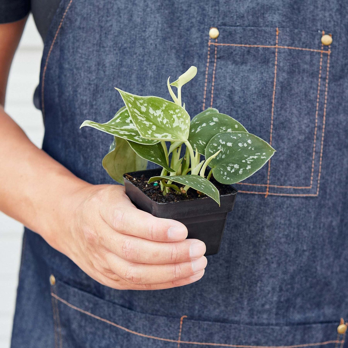 Healthy Satin Pothos plant in a 4-inch ceramic pot, featuring lush green leaves with satin-like sheen, from American Smart.