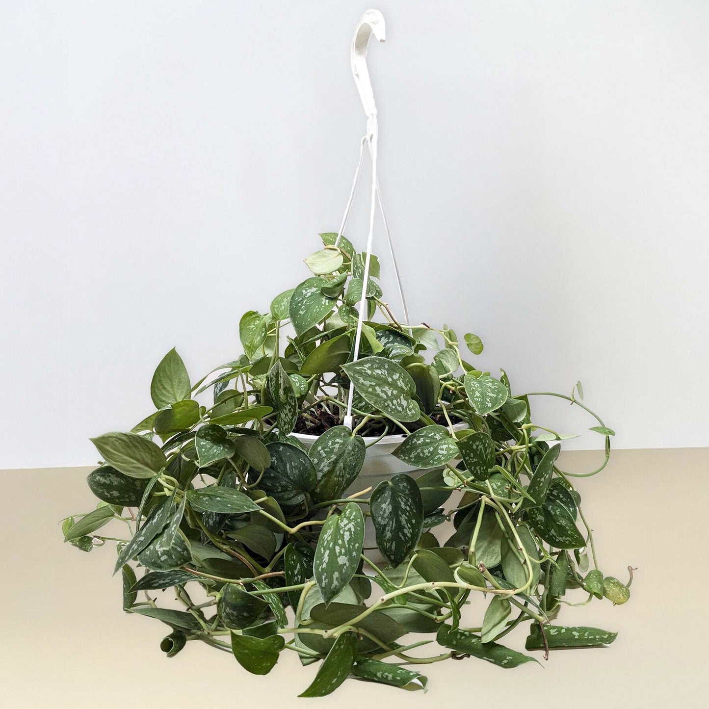 Healthy satin pothos plant in a 4-inch cow-shaped pot, featuring lush green, variegated leaves, from American Smart WB.