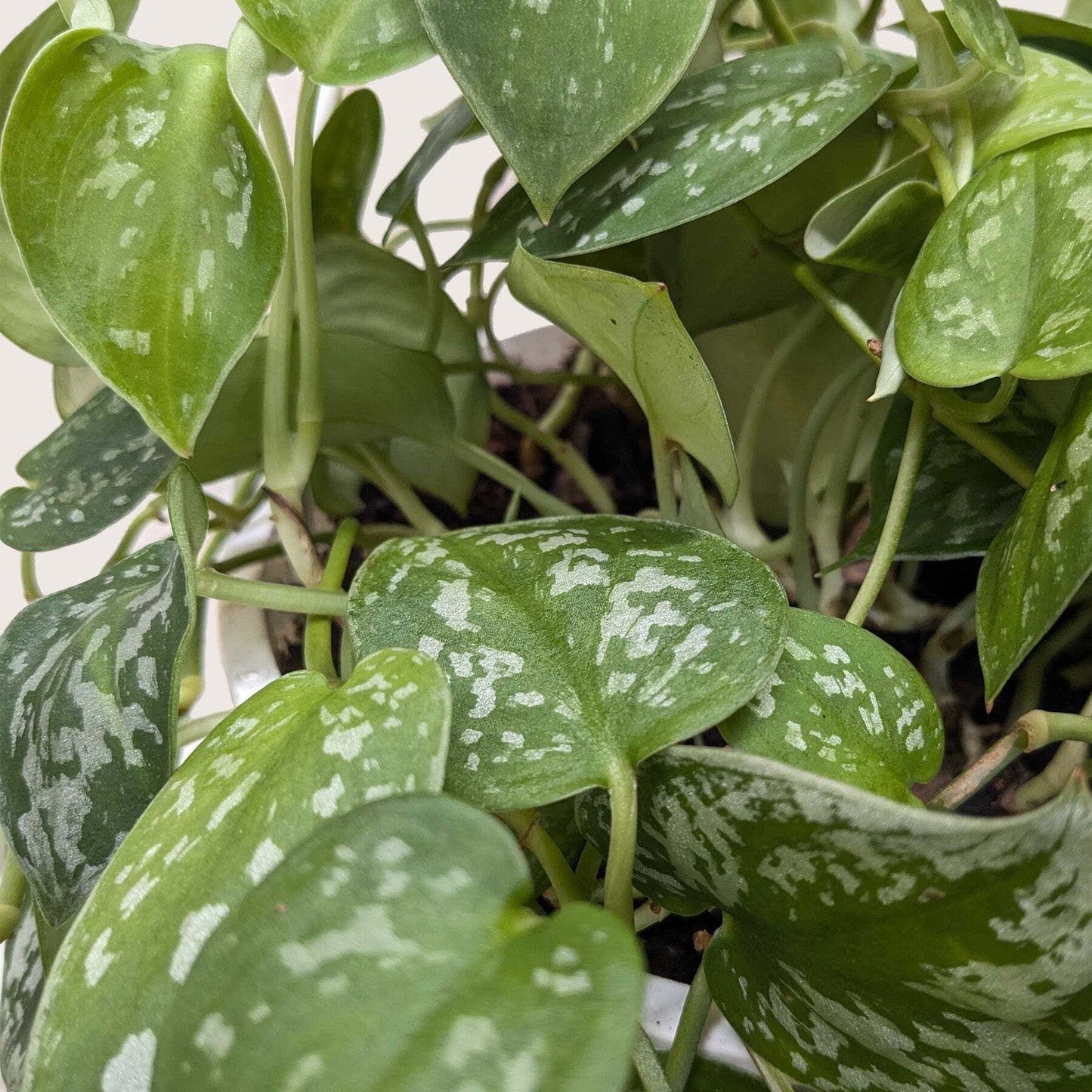 Healthy Satin Pothos plant in a 4-inch cow-shaped pot, vibrant green variegated leaves, American Smart WB branding.