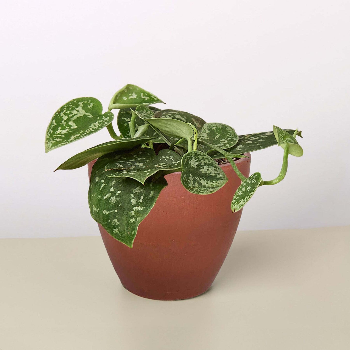 Healthy Satin Pothos plant in a 4-inch cow-shaped pot, American Smart WB live plant with lush green variegated leaves.