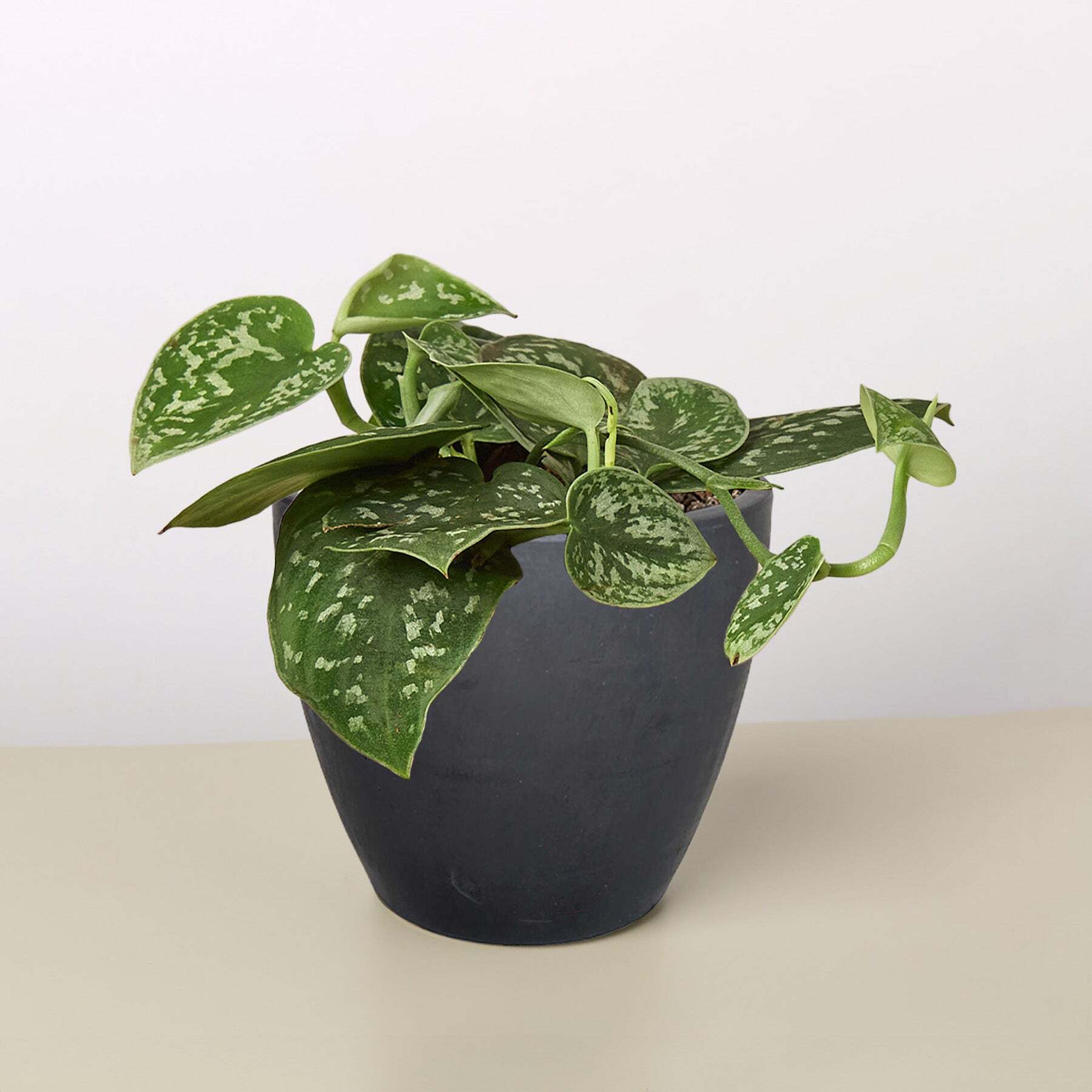 Healthy Satin Pothos plant in a 4-inch cow-themed pot, live indoor plant from American Smart WB.