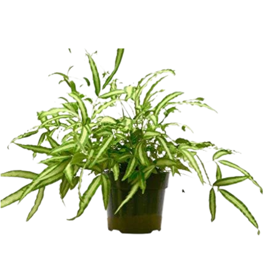 Pteris cretica 'Albo Fern' in a 6-inch nursery pot, showcasing its vibrant green and white variegated fern fronds.