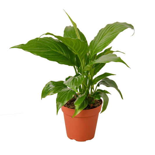 Spathiphyllum 'Peace Lily'-8" Pot / Nursery Pot