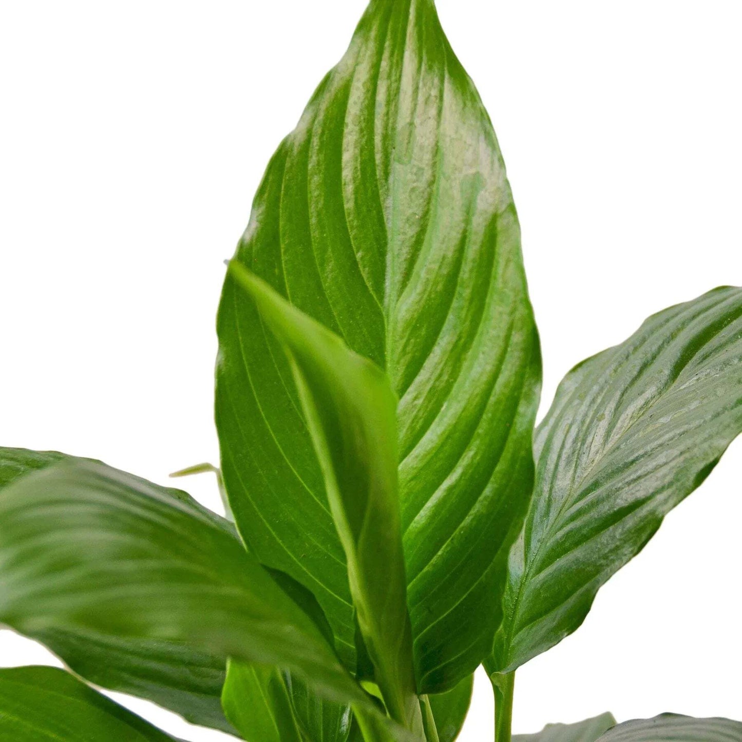 Spathiphyllum 'Peace Lily'-8" Pot / Nursery Pot
