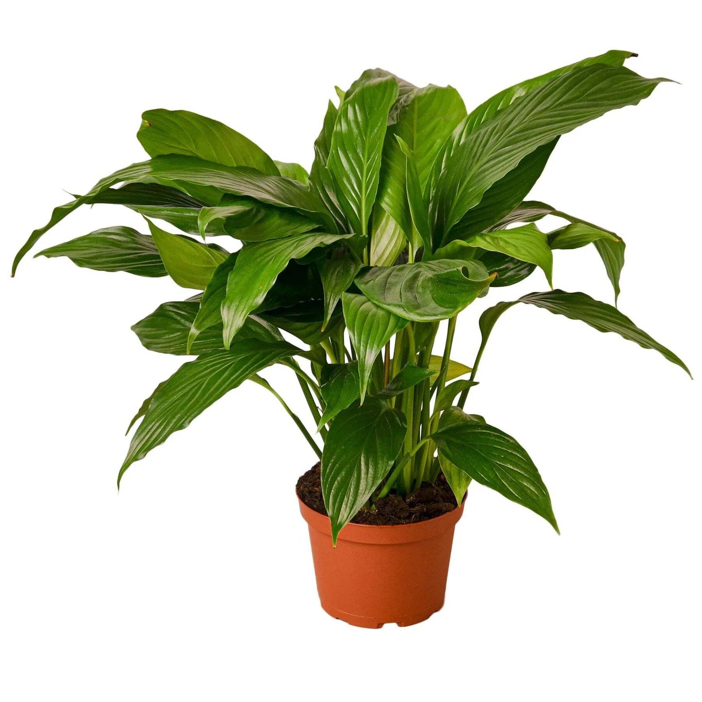 Spathiphyllum 'Peace Lily'-8" Pot / Nursery Pot