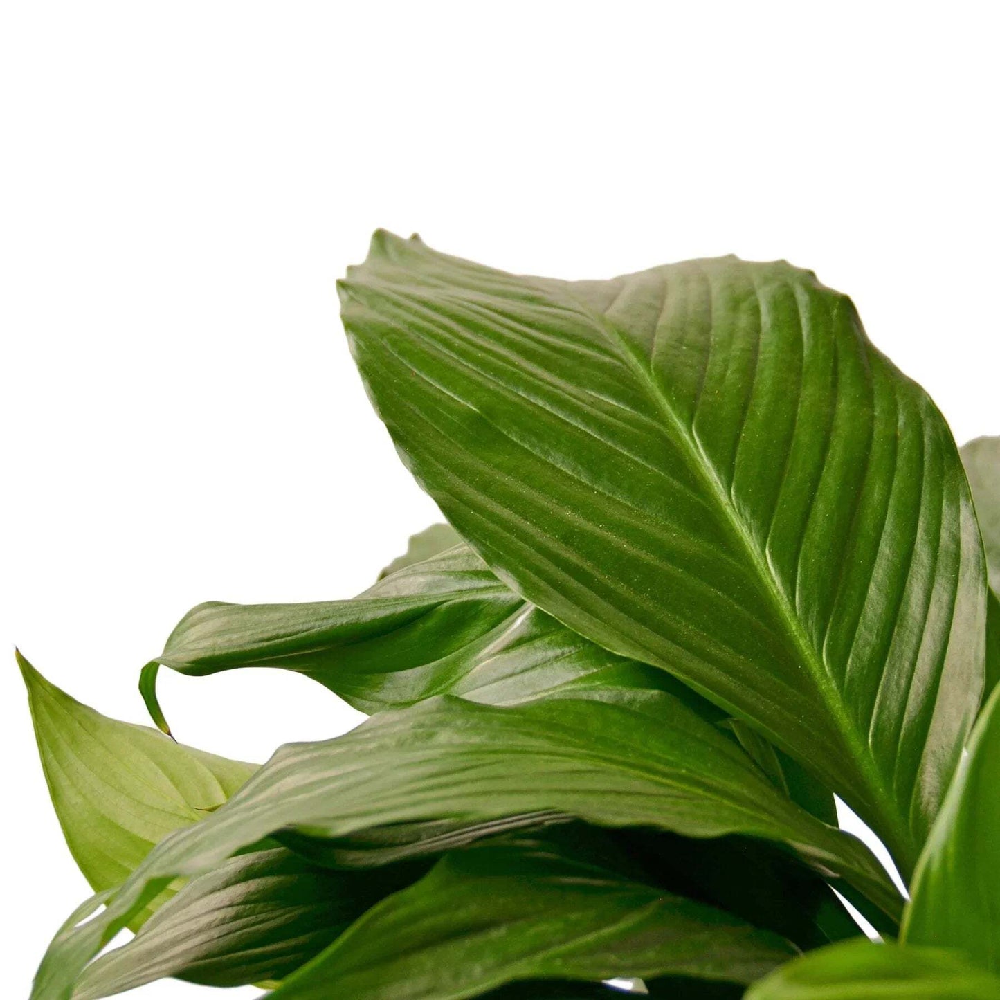 Spathiphyllum 'Peace Lily'-8" Pot / Nursery Pot