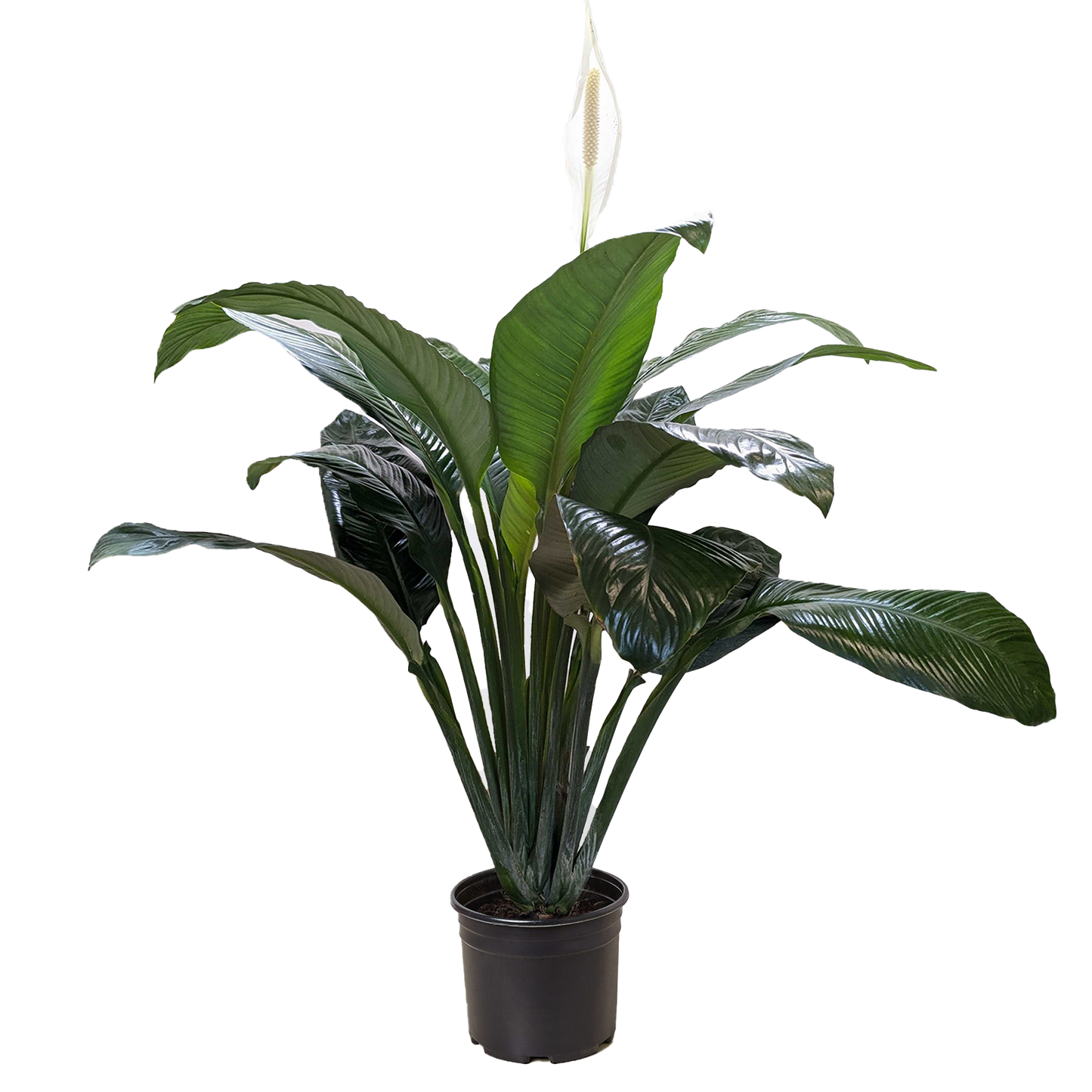 Spathiphyllum 'Peace Lily'-8" Pot / Nursery Pot