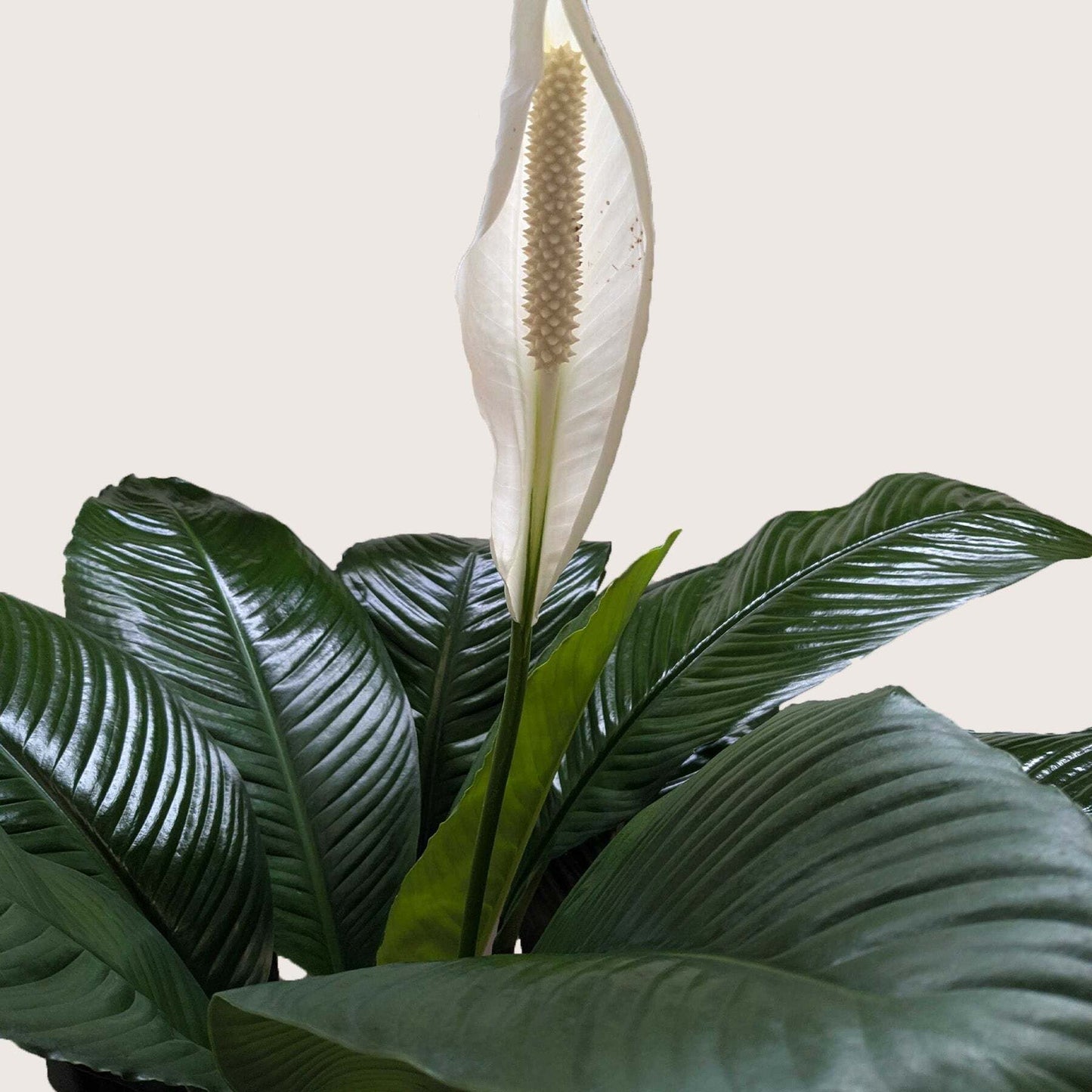 Spathiphyllum 'Peace Lily'-8" Pot / Nursery Pot