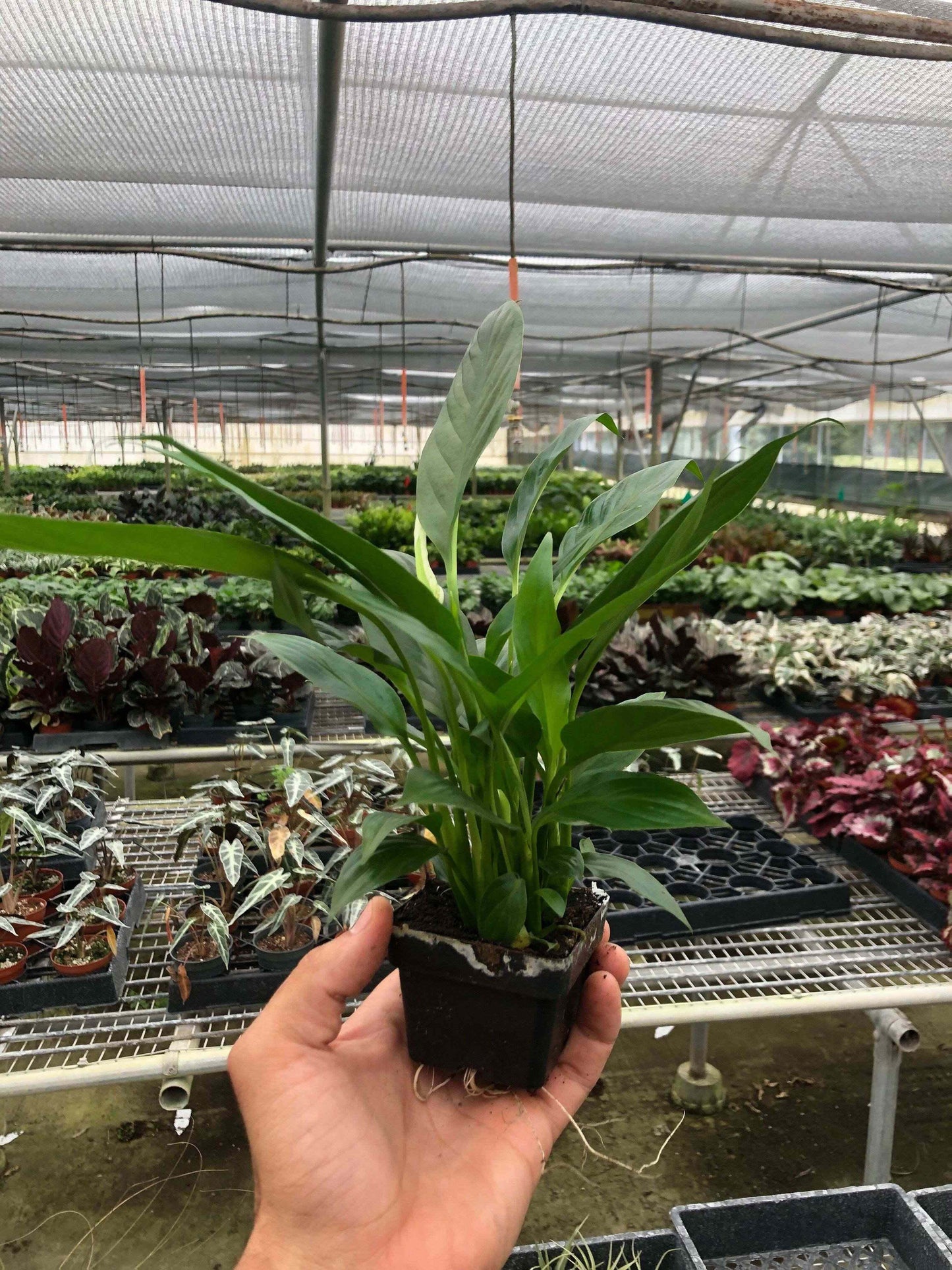 Spathiphyllum 'Peace Lily'-8" Pot / Nursery Pot
