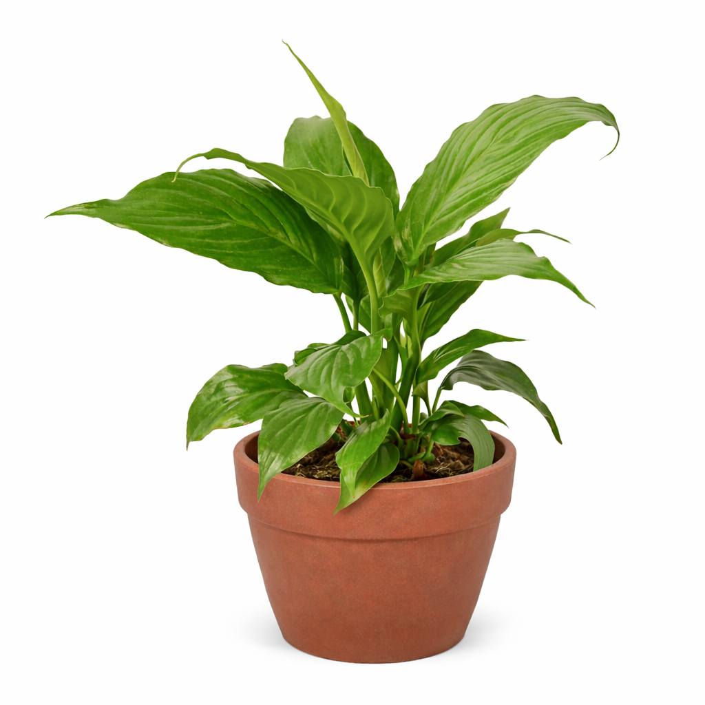 Spathiphyllum 'Peace Lily'-8" Pot / Nursery Pot
