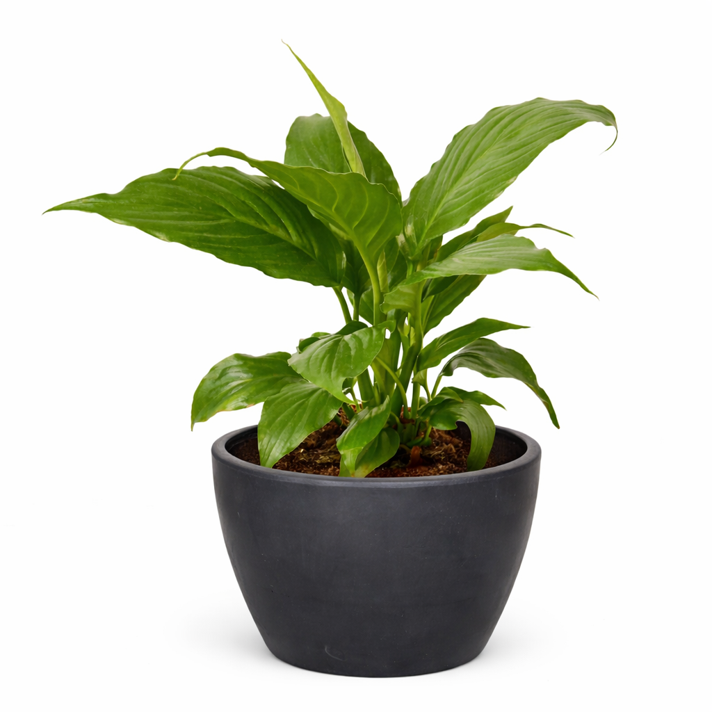 Spathiphyllum 'Peace Lily'-8" Pot / Nursery Pot