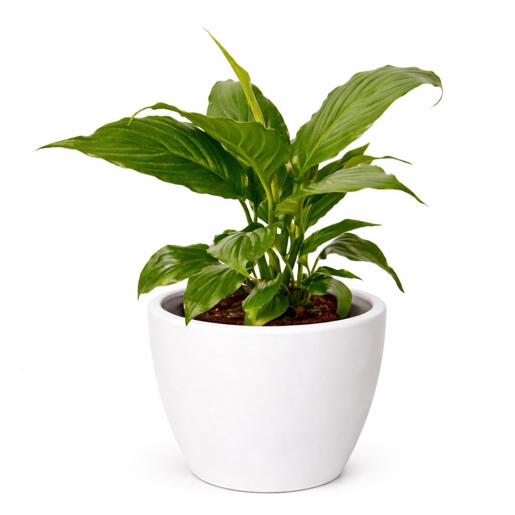 Spathiphyllum 'Peace Lily'-8" Pot / Nursery Pot