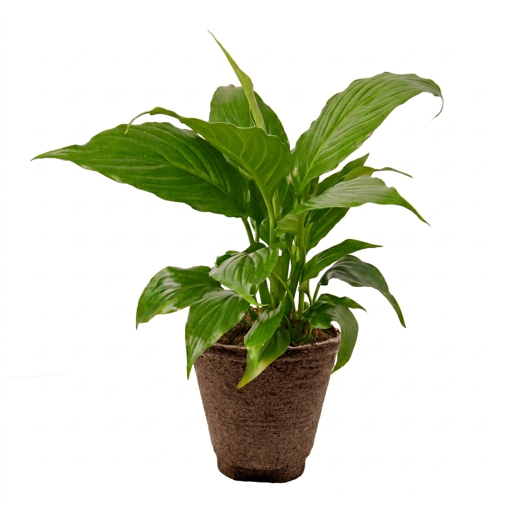 Spathiphyllum 'Peace Lily'-8" Pot / Nursery Pot