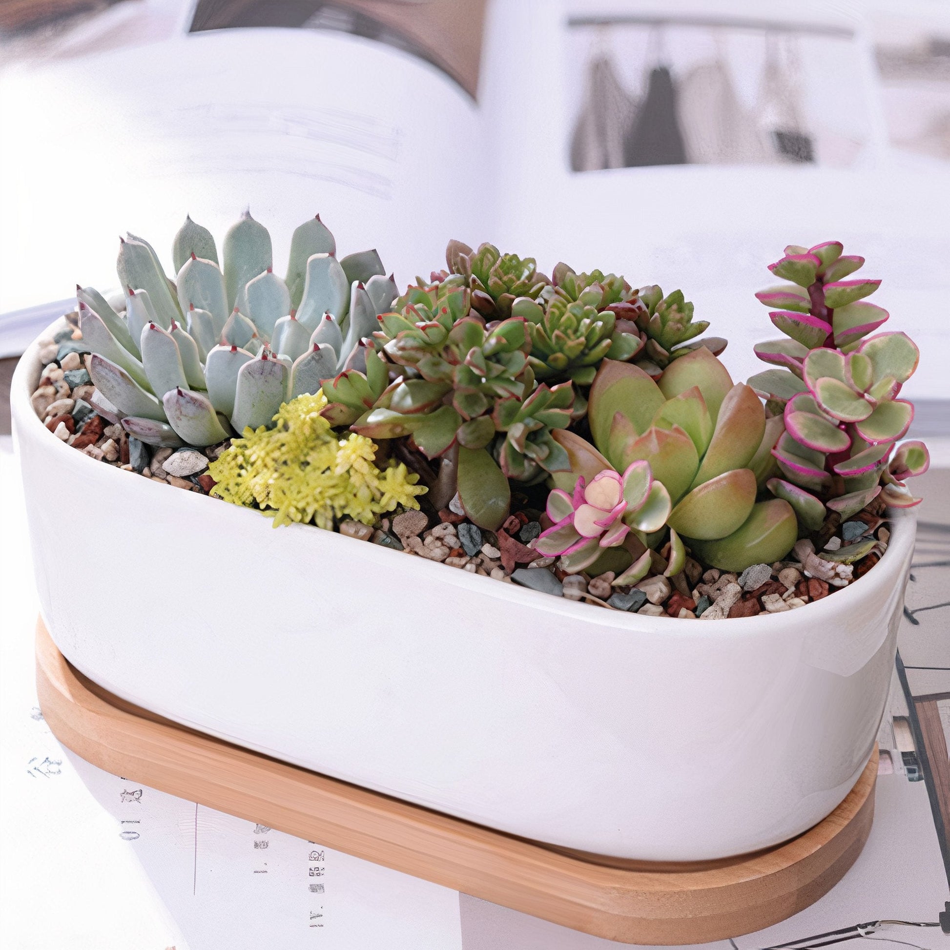 Succulent Planter -Elongated-0