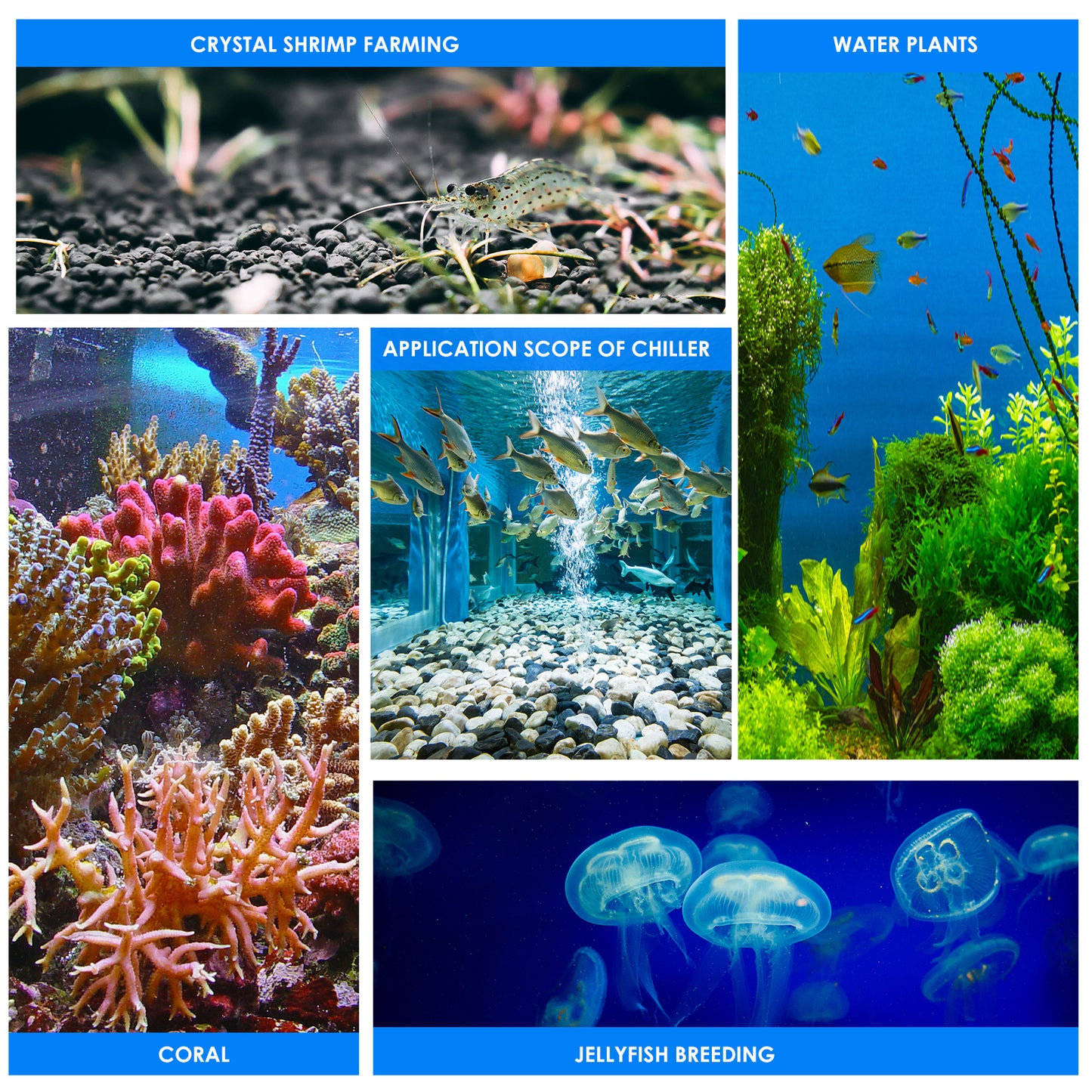 0-100℃ Aquarium Water Chiller 55L Fish Tank Cooler System Temperature Setting Device Constant For Fish Shrimp Breeding Tool