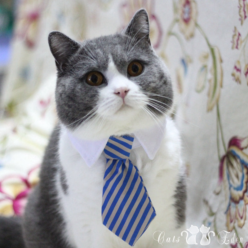 Cute Pet Ties, Dog Collar Cat Collar, Pet Bow Ties, Dog Tie, Smart Looking Pet Costume - American Smart